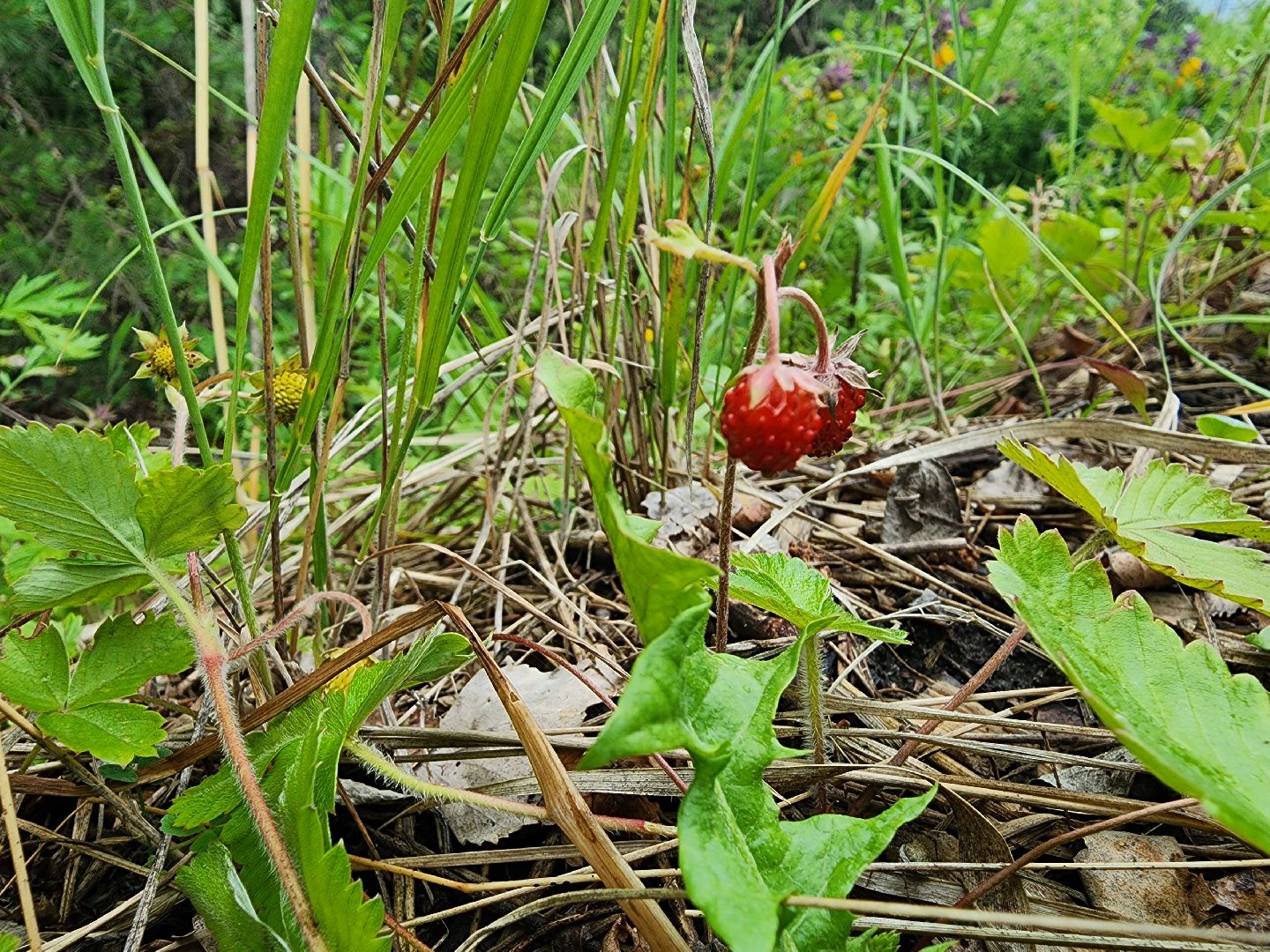 лесная земляника, сезон сбора земляники,сбор земляники, ногинское лесничество, богородский городской округ,
