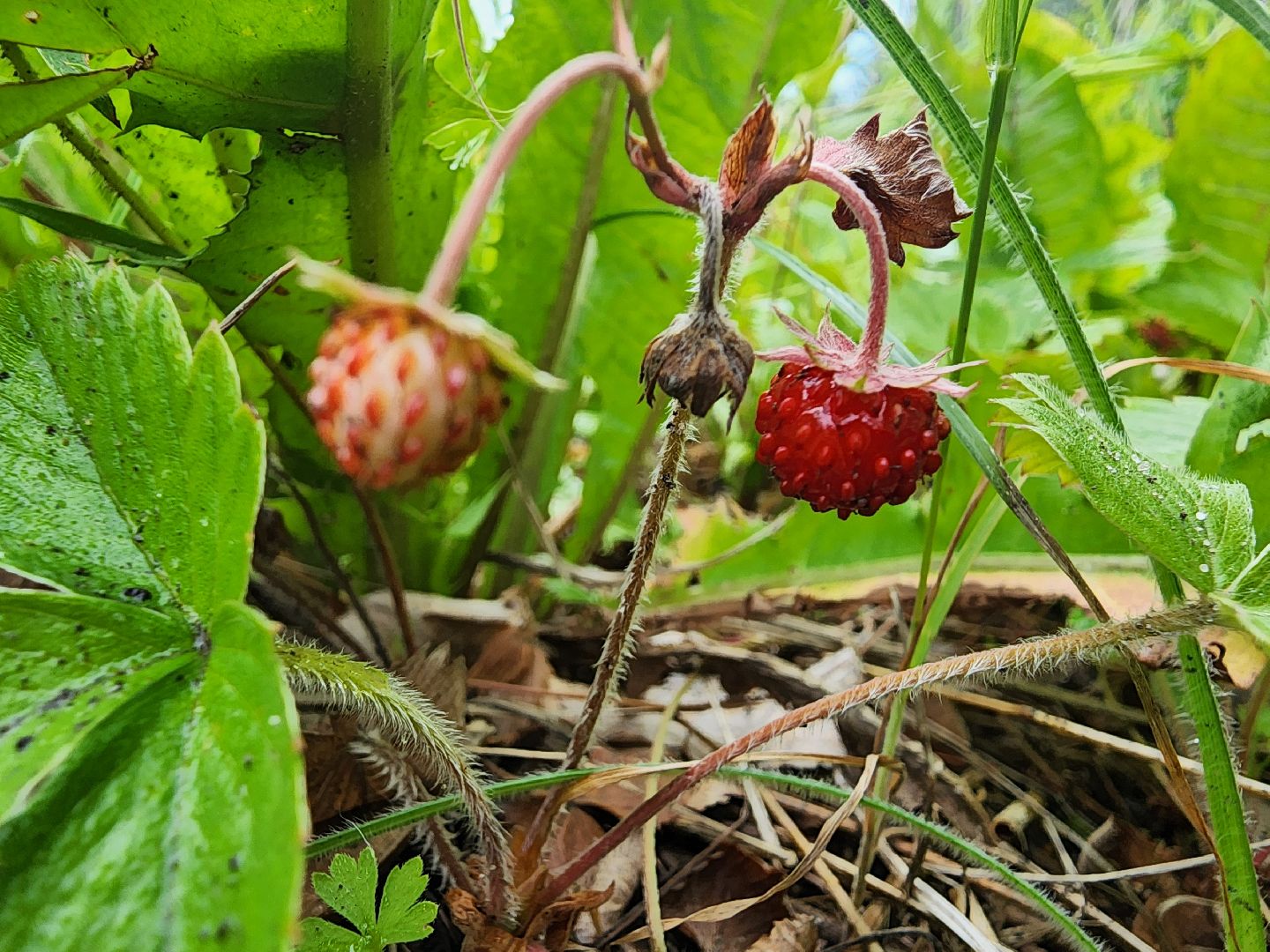 лесная земляника, сезон сбора земляники,сбор земляники, ногинское лесничество, богородский городской округ,