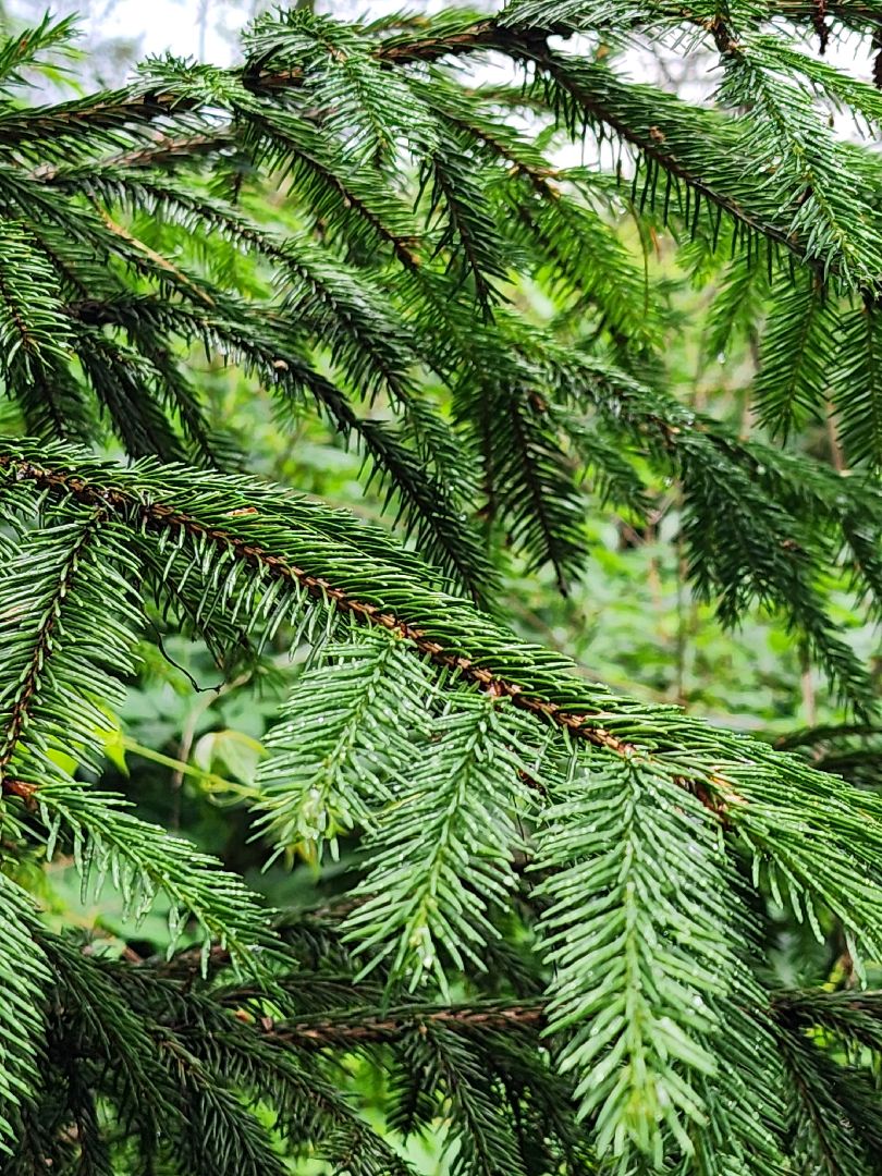 лесная земляника, сезон сбора земляники,сбор земляники, ногинское лесничество, богородский городской округ,