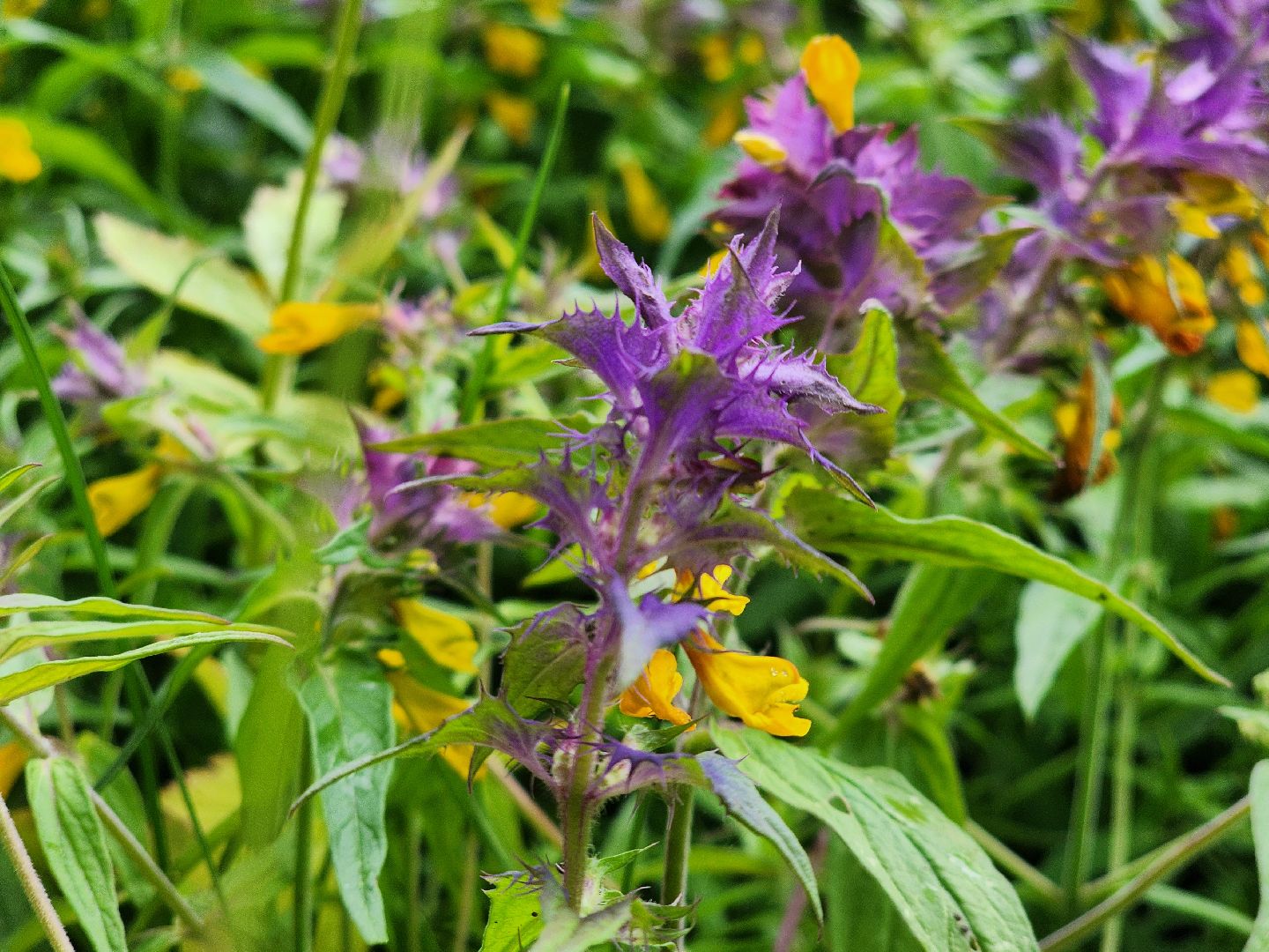 лесная земляника, сезон сбора земляники,сбор земляники, ногинское лесничество, богородский городской округ,