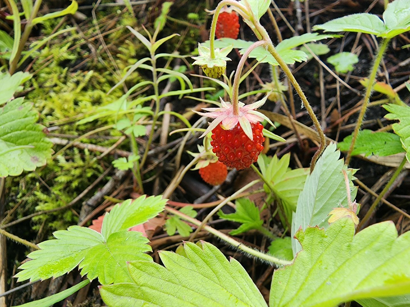 лесная земляника, сезон сбора земляники,сбор земляники, ногинское лесничество, богородский городской округ,