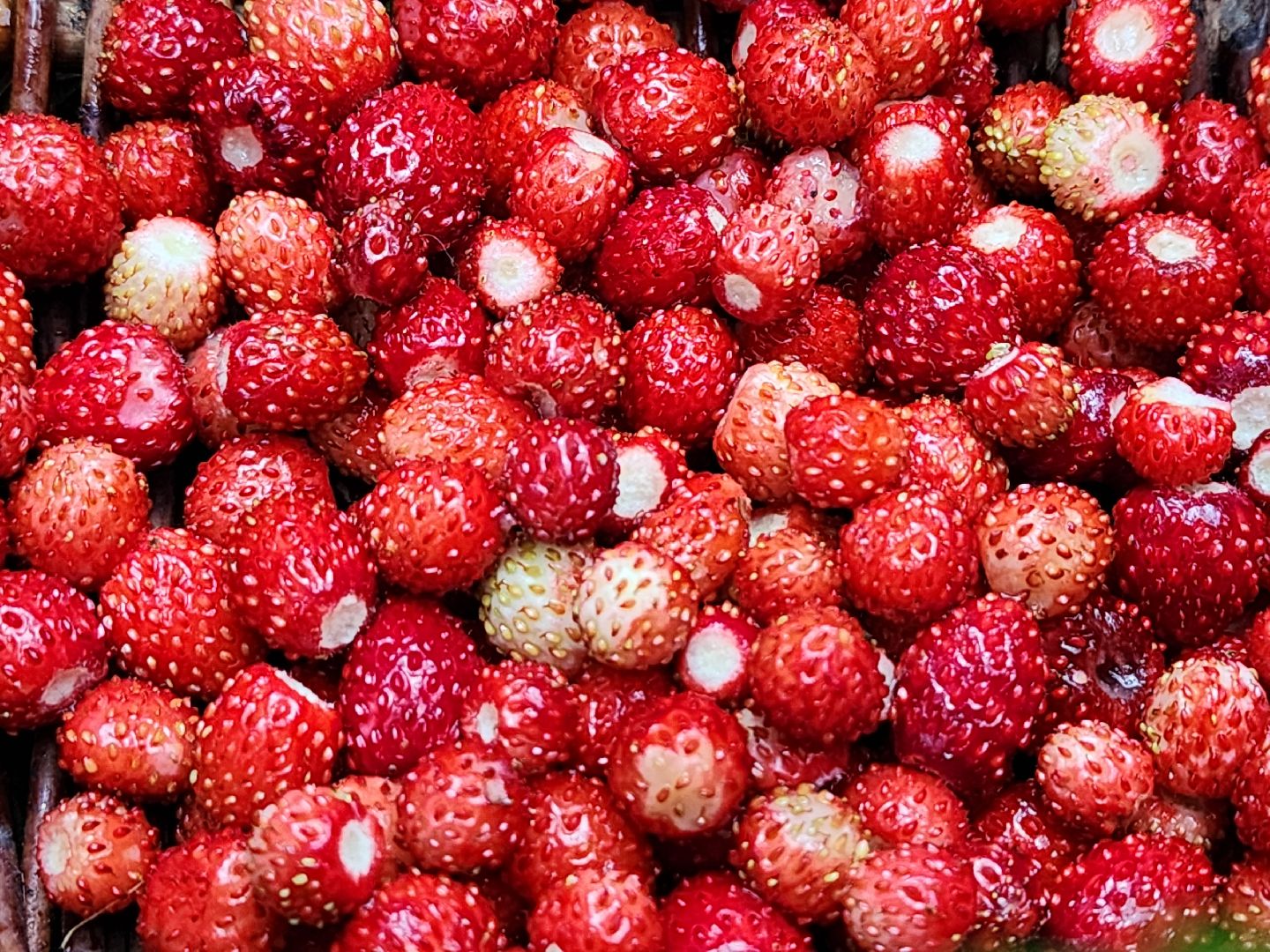 лесная земляника, сезон сбора земляники,сбор земляники, ногинское лесничество, богородский городской округ,