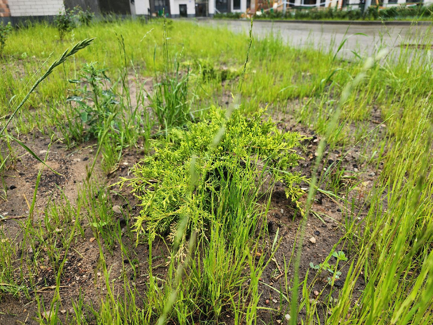строительство домов для переселенцев, переселение из аварийного жилья, благоустройство, старая купавна, богородский городской округ,