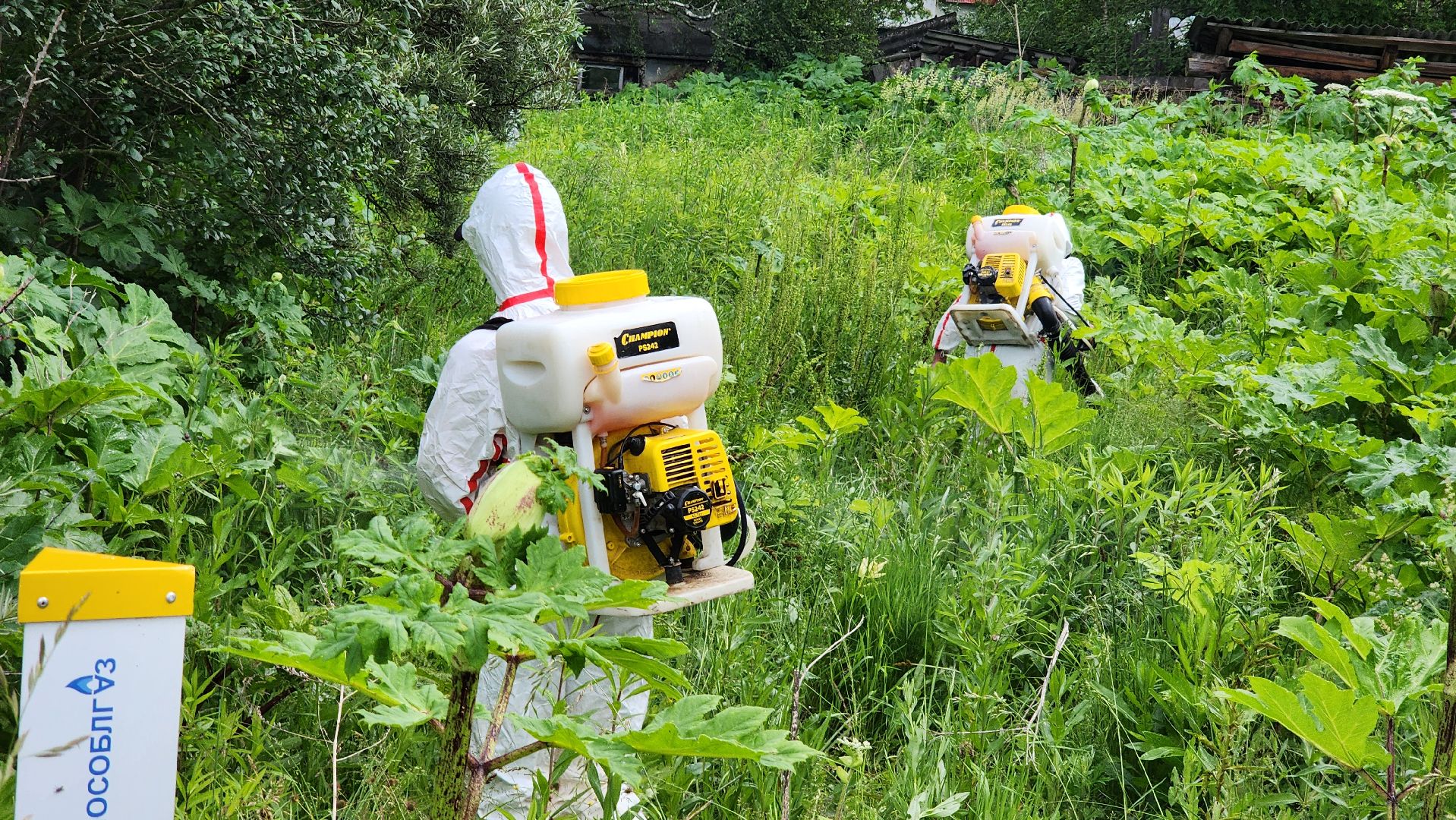 Руза, Барынино, борщевик сосновского,