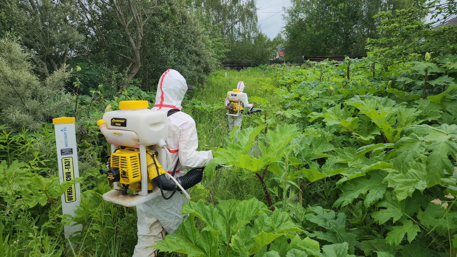 Руза, Барынино, борщевик сосновского,