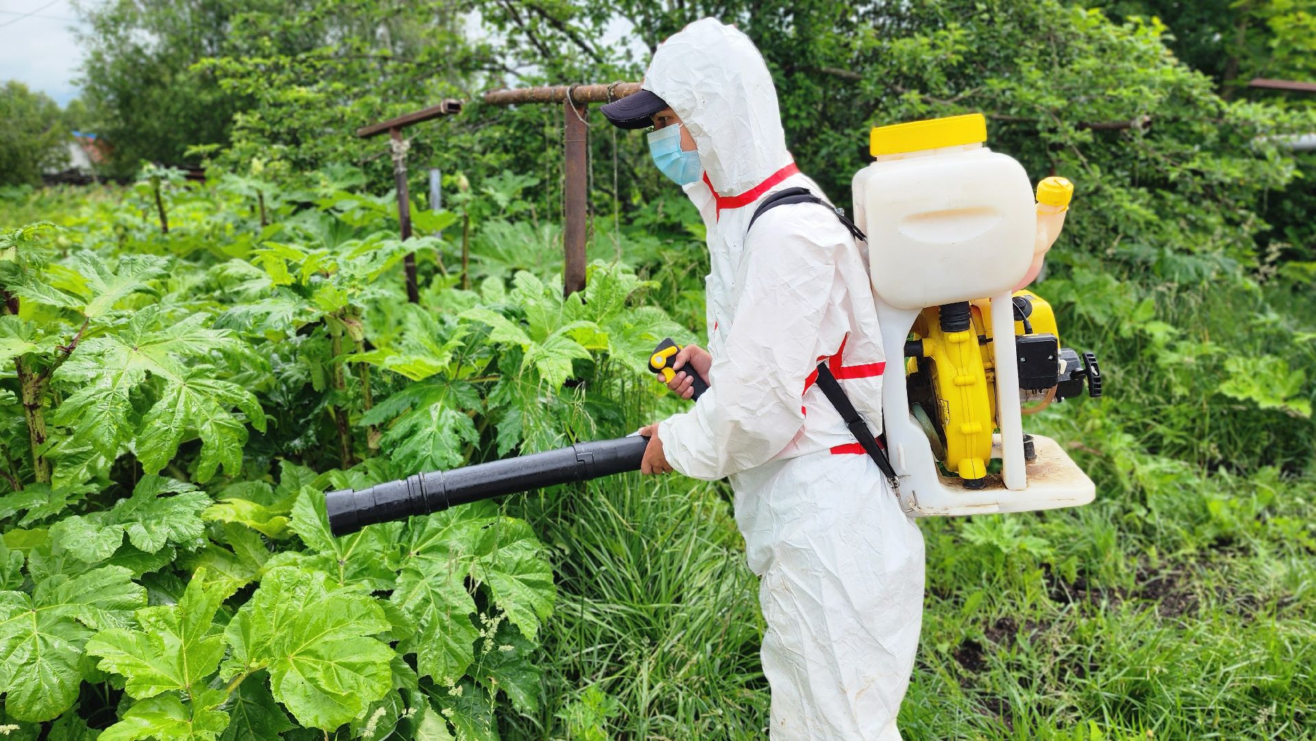 Руза, Барынино, борщевик сосновского,