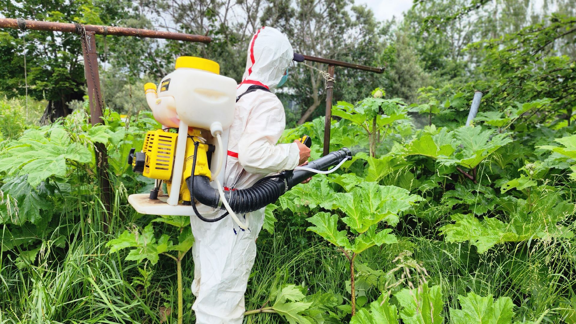 Руза, Барынино, борщевик сосновского,