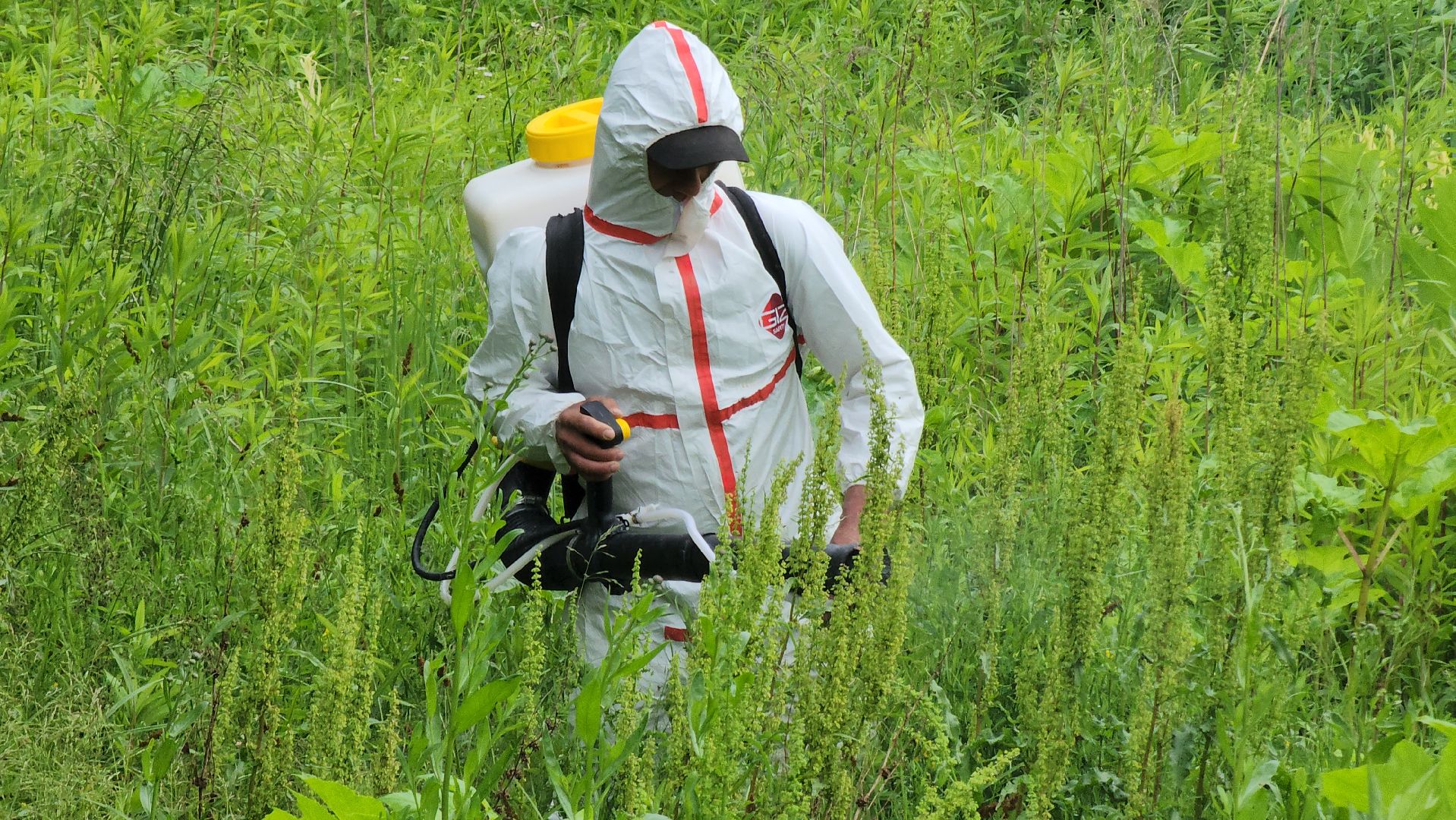 Руза, Барынино, борщевик сосновского,