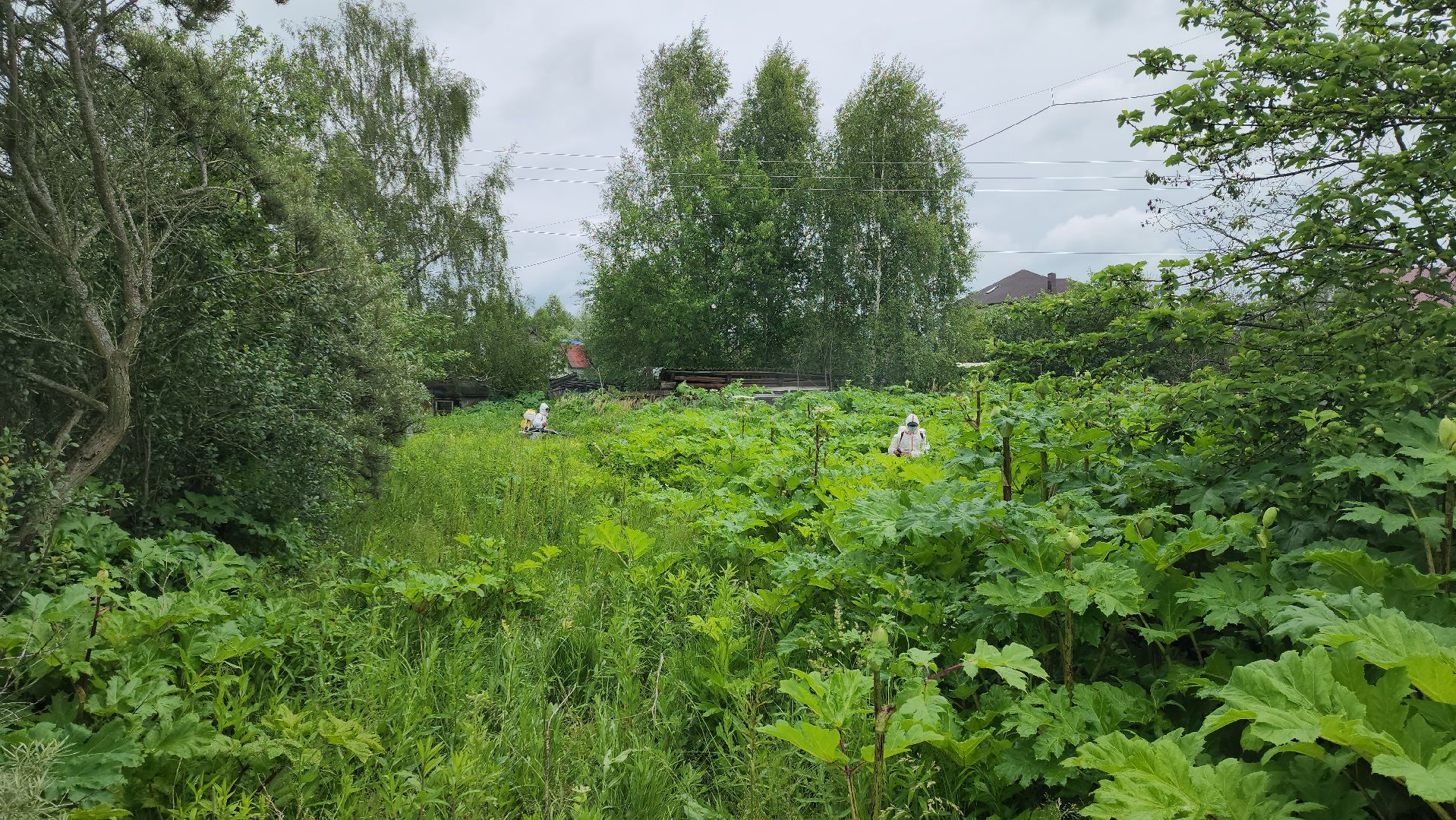 Руза, Барынино, борщевик сосновского,