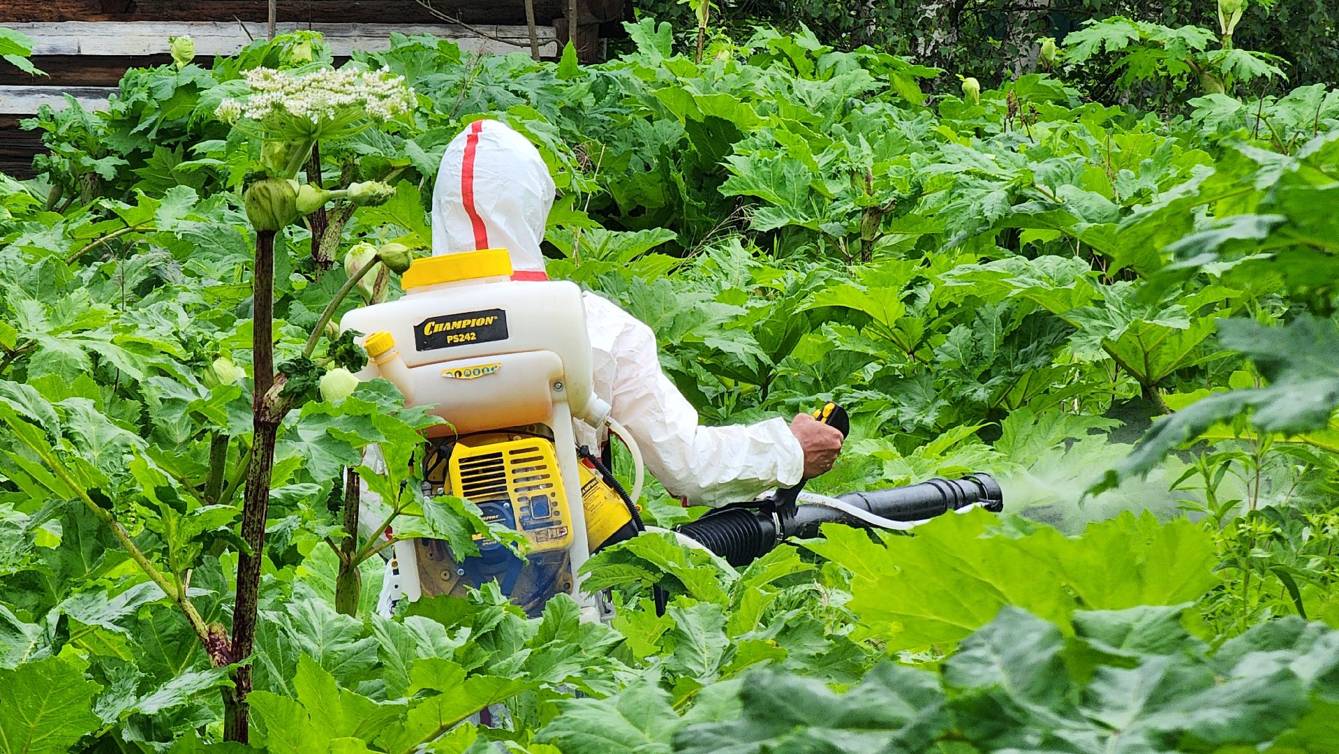 Руза, Барынино, борщевик сосновского,