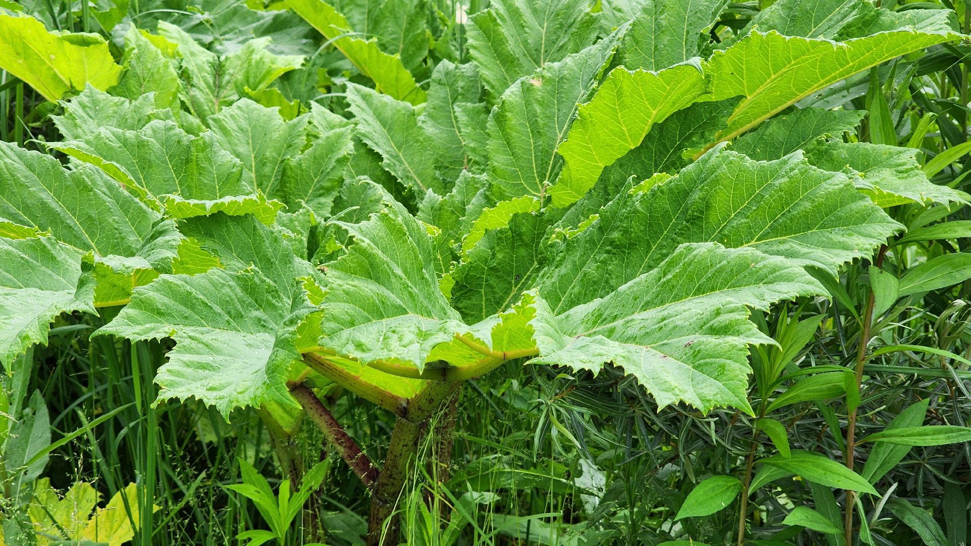 Руза, Барынино, борщевик сосновского,