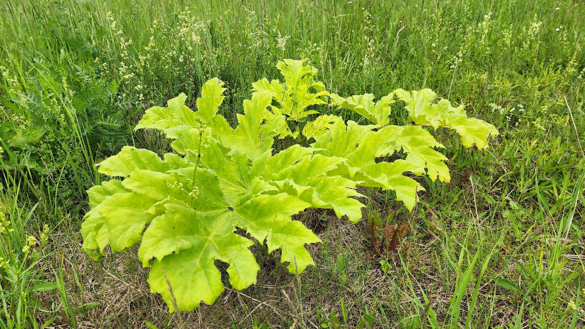 Руза, Барынино, борщевик сосновского,