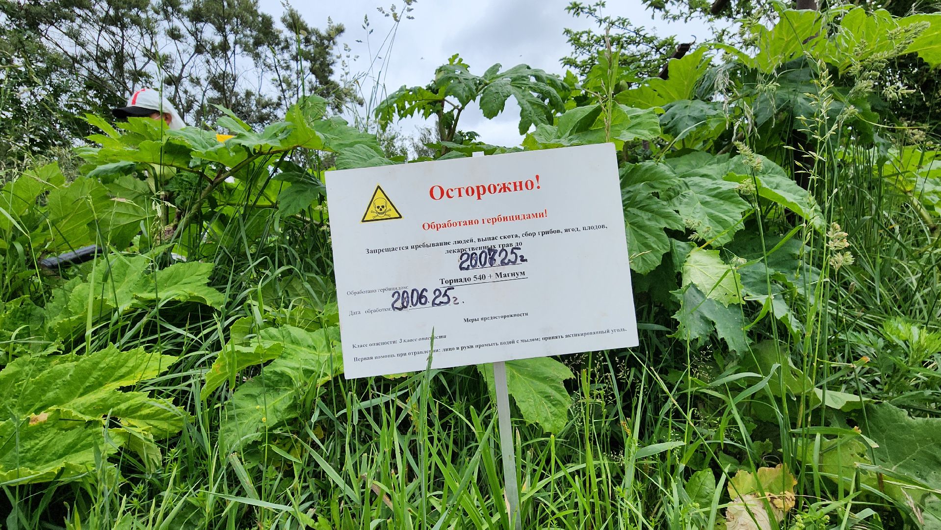 Руза, Барынино, борщевик сосновского,