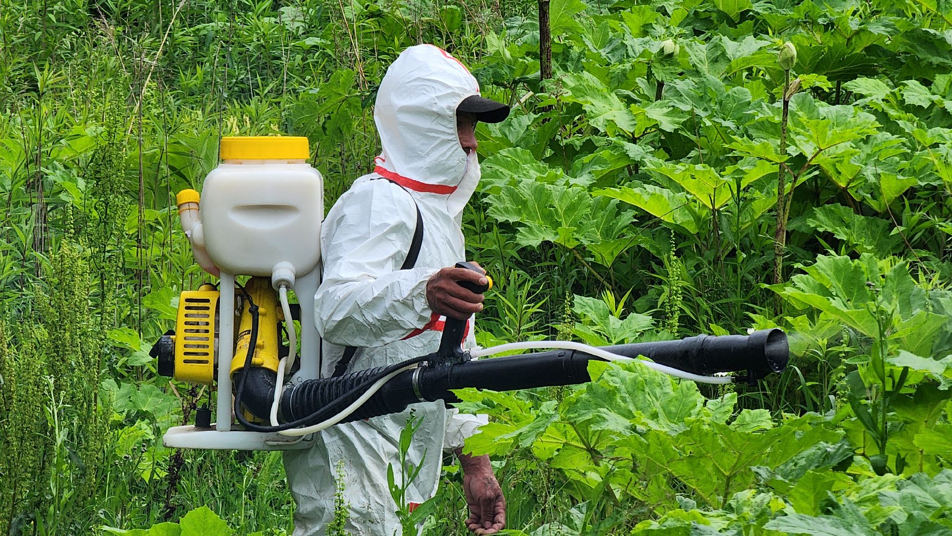 Руза, Барынино, борщевик сосновского,