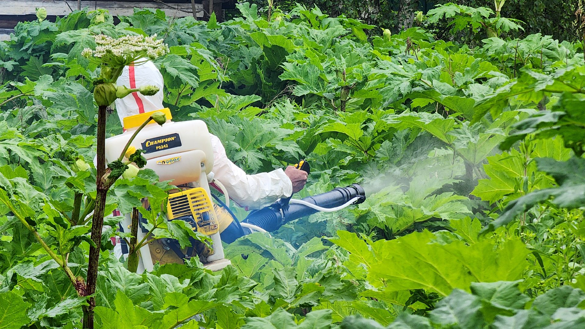 Руза, Барынино, борщевик сосновского,