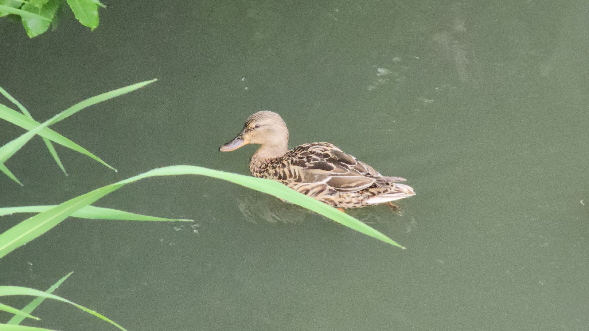 Благоустройство, Новая пешеходная зона, щёлково,