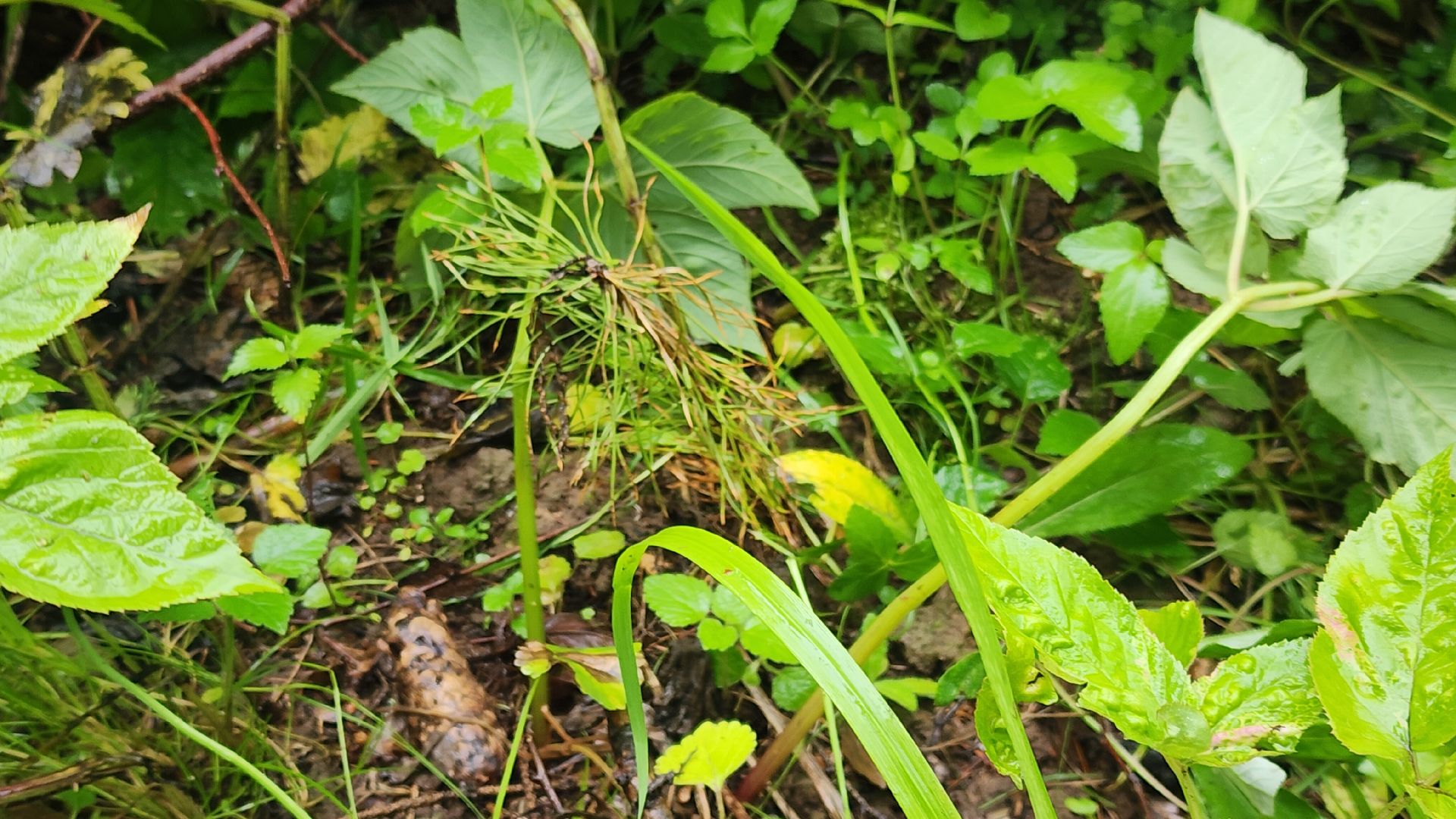 Экология, Здоровый лес, Санитарная рубка, Восстановление леса,