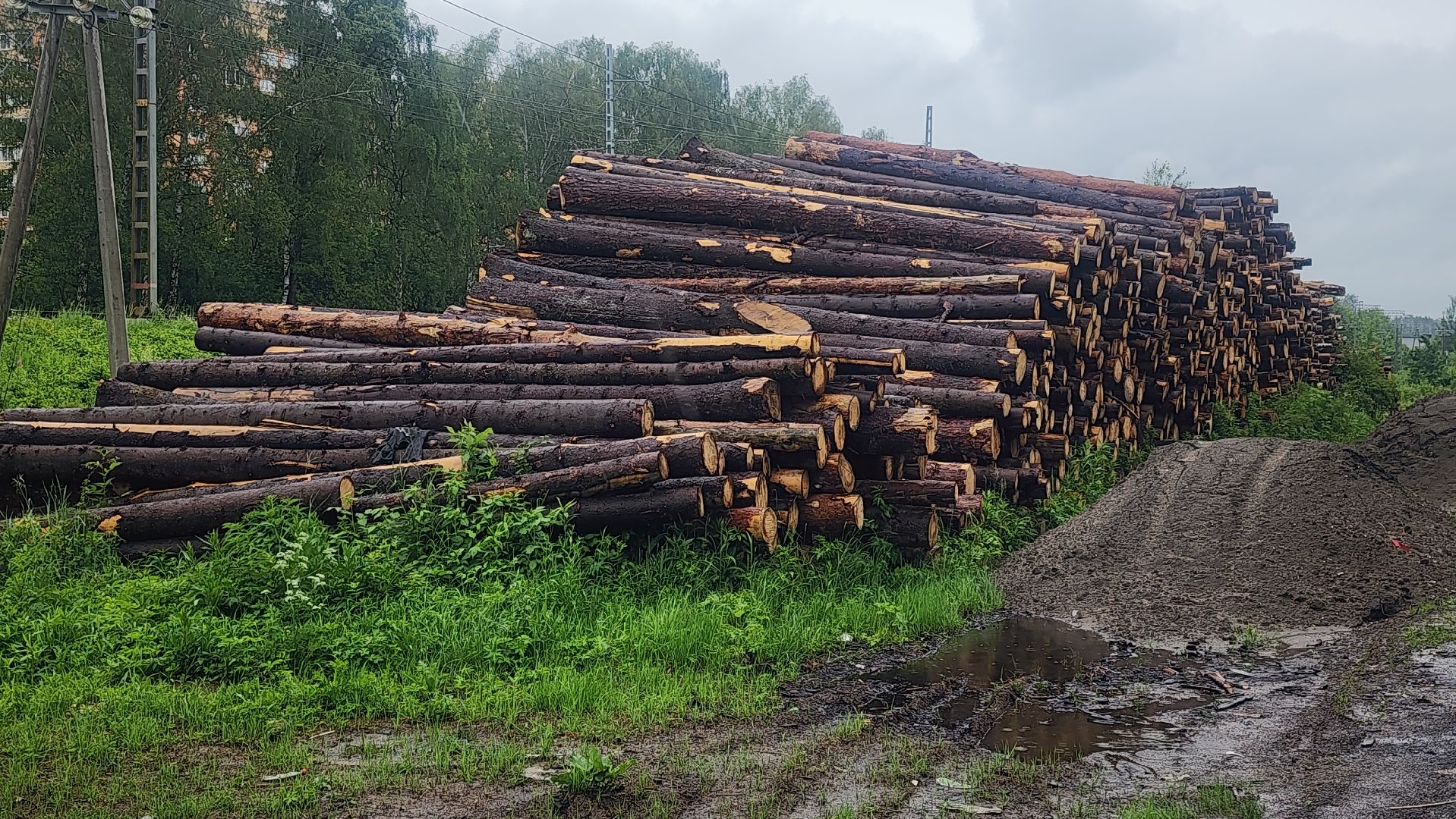 Экология, Здоровый лес, Санитарная рубка, Восстановление леса,