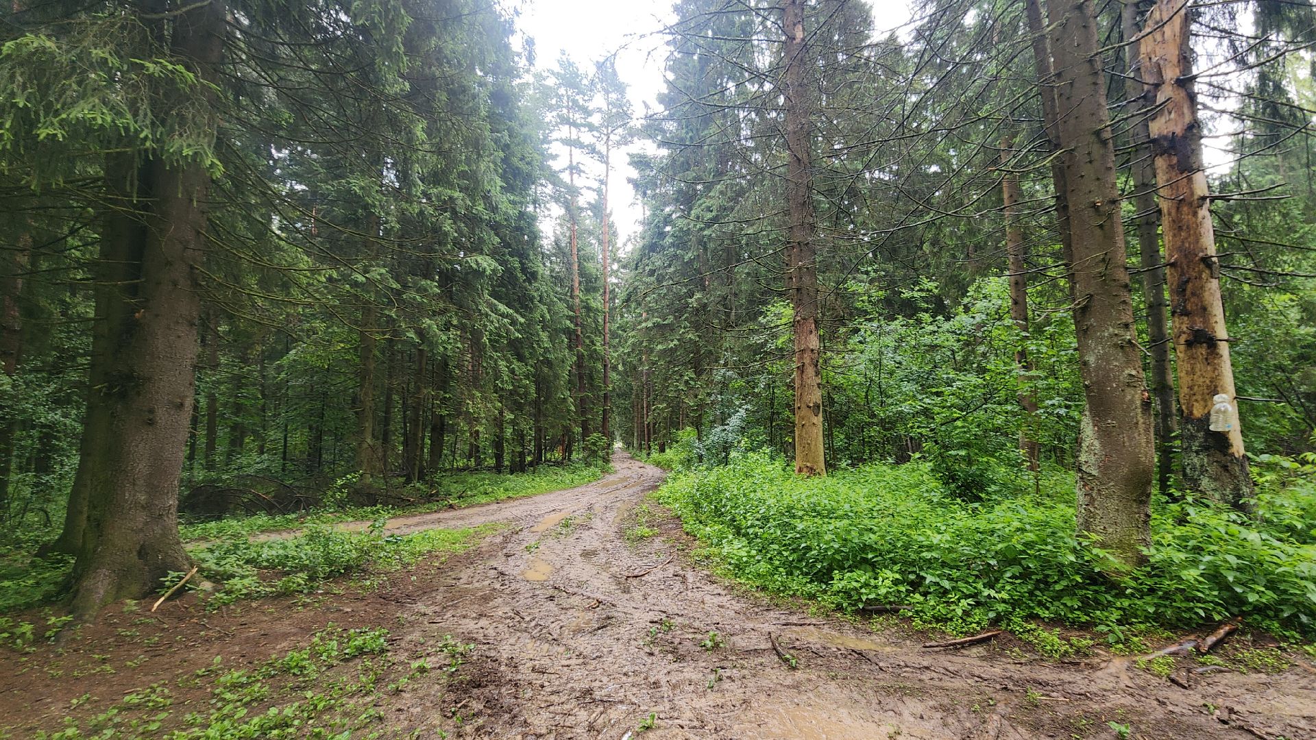 Экология, Здоровый лес, Санитарная рубка, Восстановление леса,