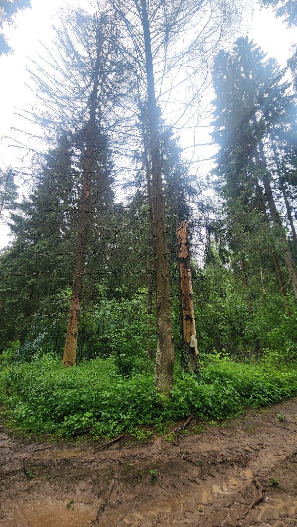 Экология , Места отдыха ,Звенигородское лесничество ,