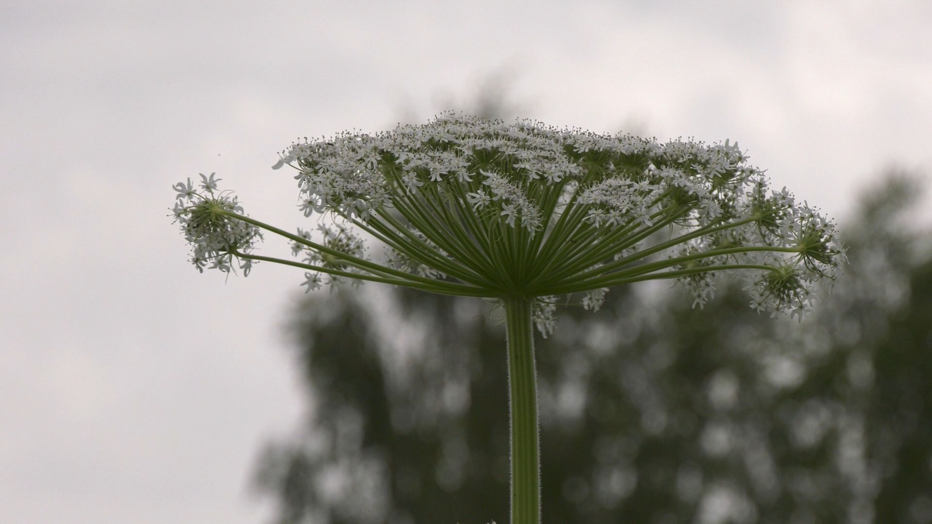 Егорьевск, Подмосковье, Московская область,