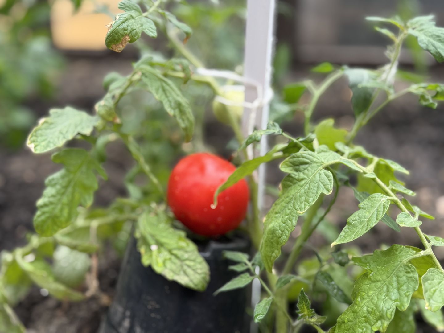 школьная теплица , балашиха, МБОУ Гимназия 1 им. Героя Российской Федерации А.В. Баландина,