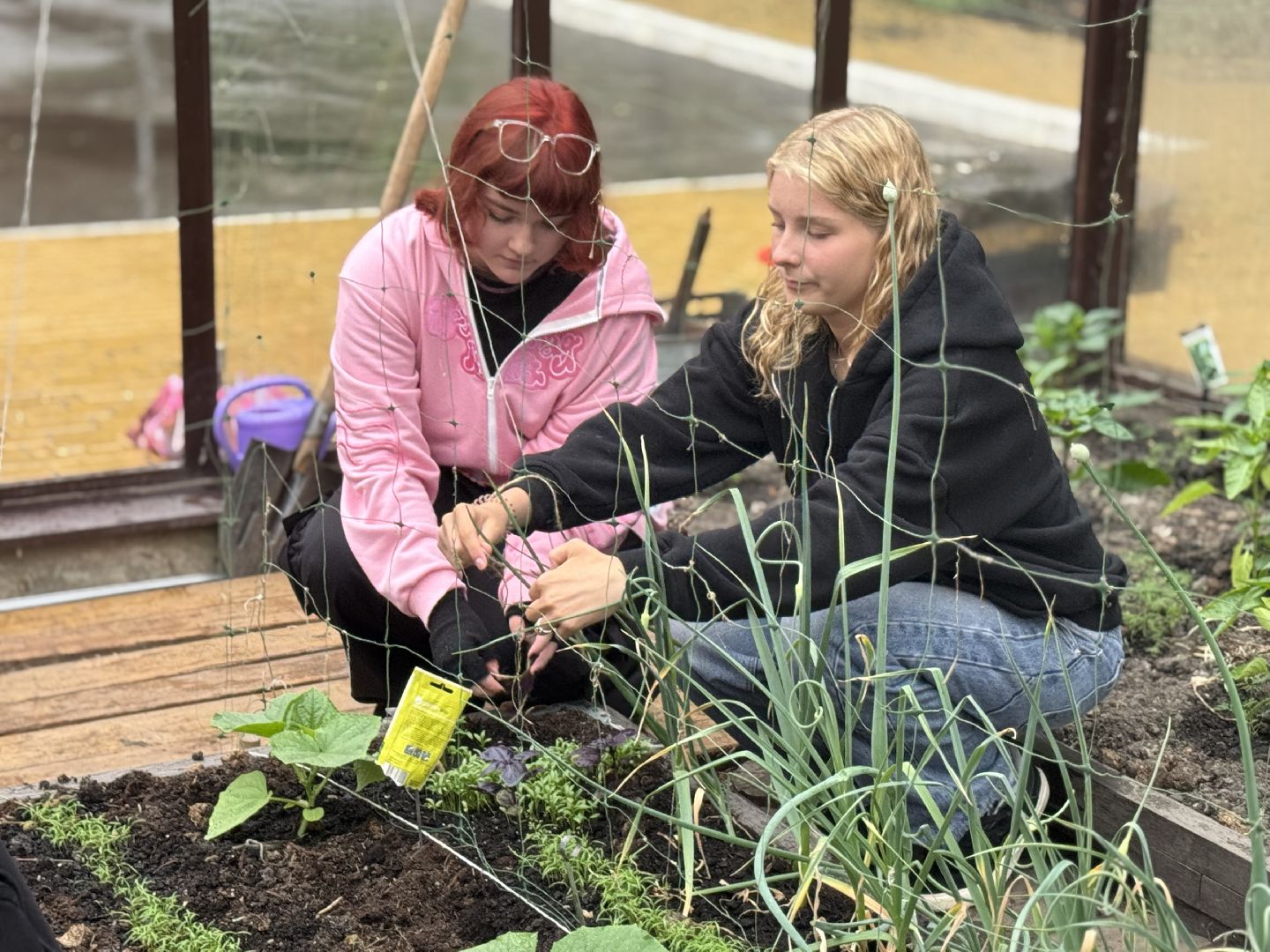 школьная теплица , балашиха, МБОУ Гимназия 1 им. Героя Российской Федерации А.В. Баландина,