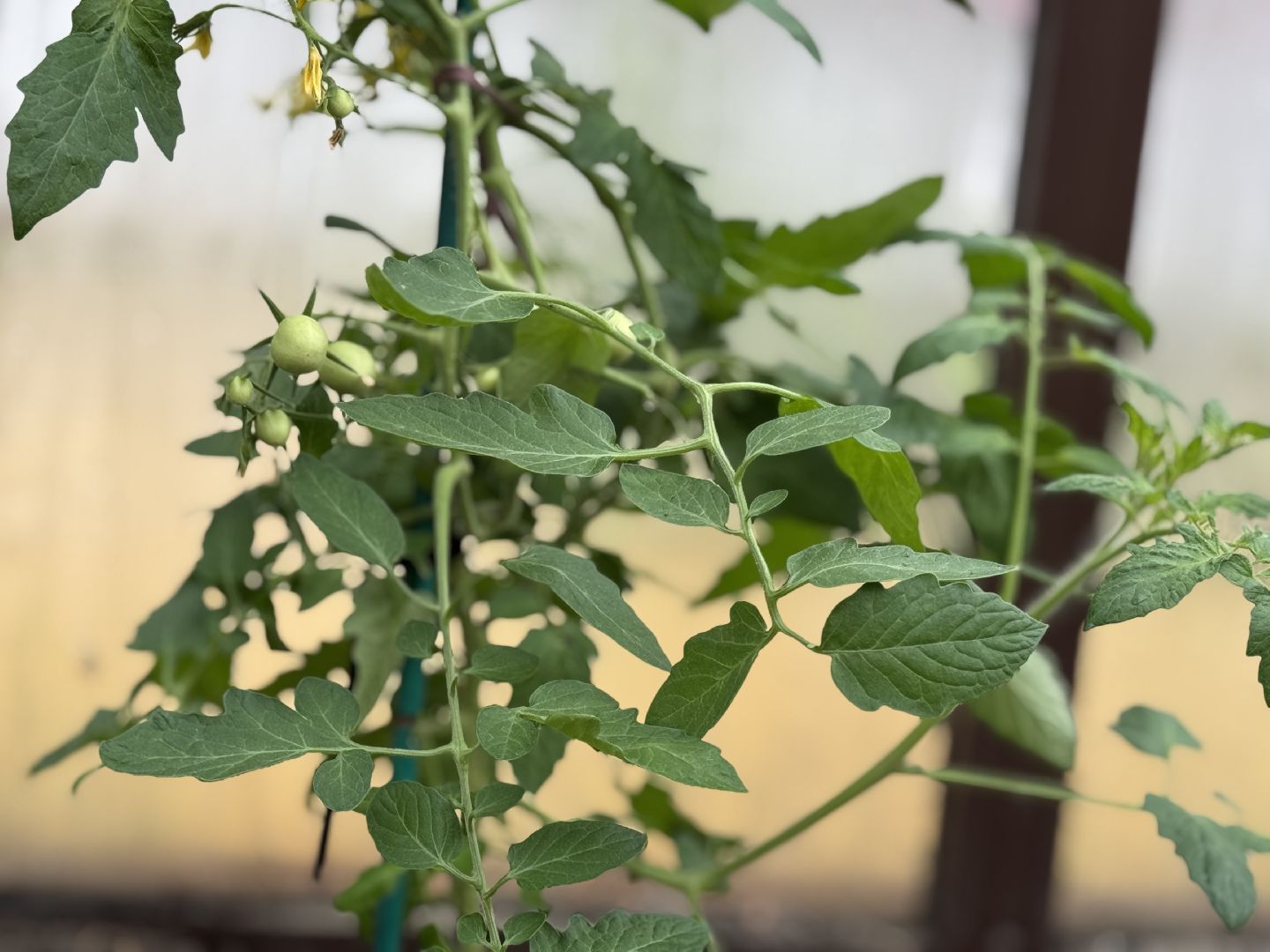 школьная теплица , балашиха, МБОУ Гимназия 1 им. Героя Российской Федерации А.В. Баландина,