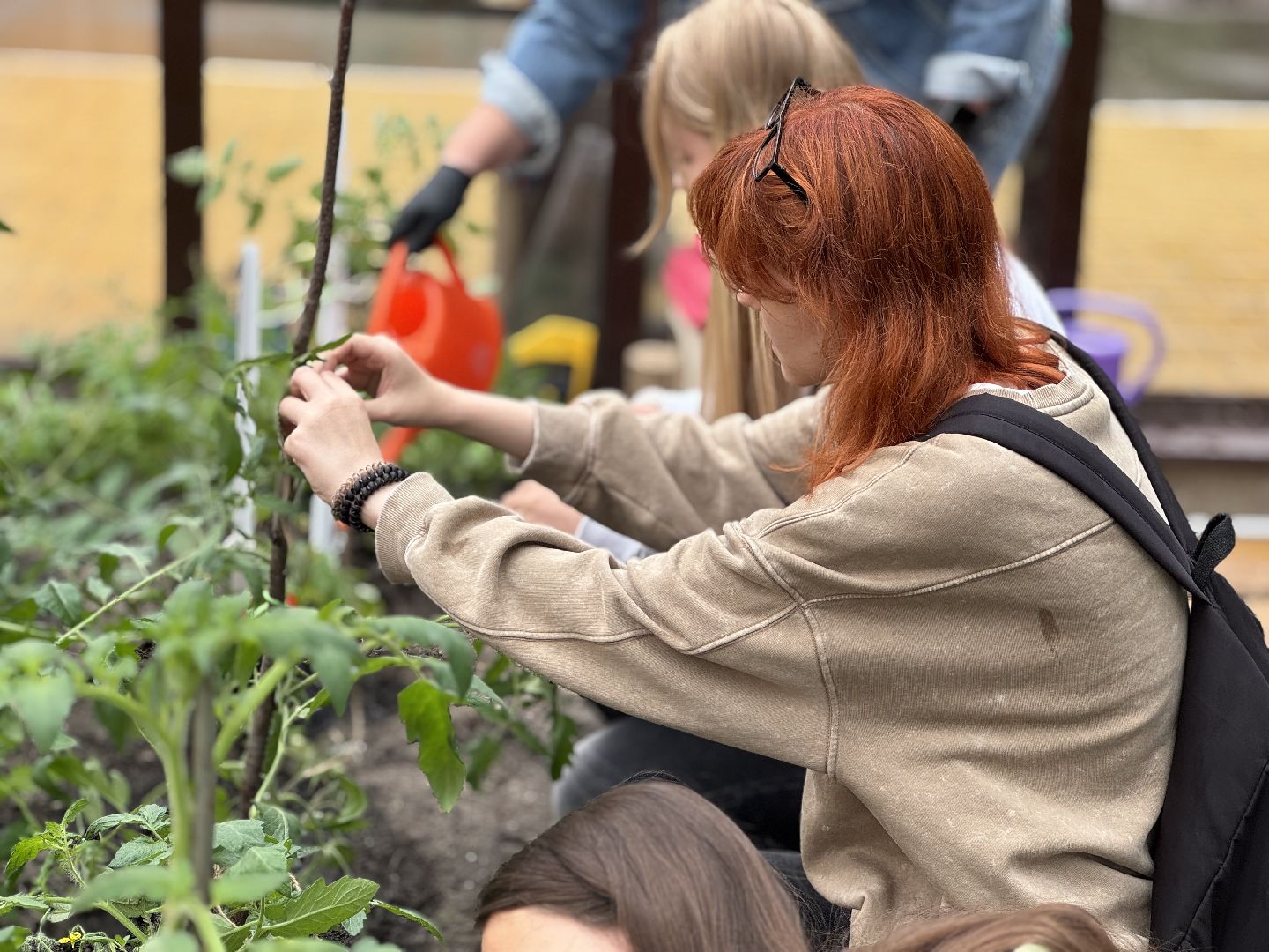 школьная теплица , балашиха, МБОУ Гимназия 1 им. Героя Российской Федерации А.В. Баландина,