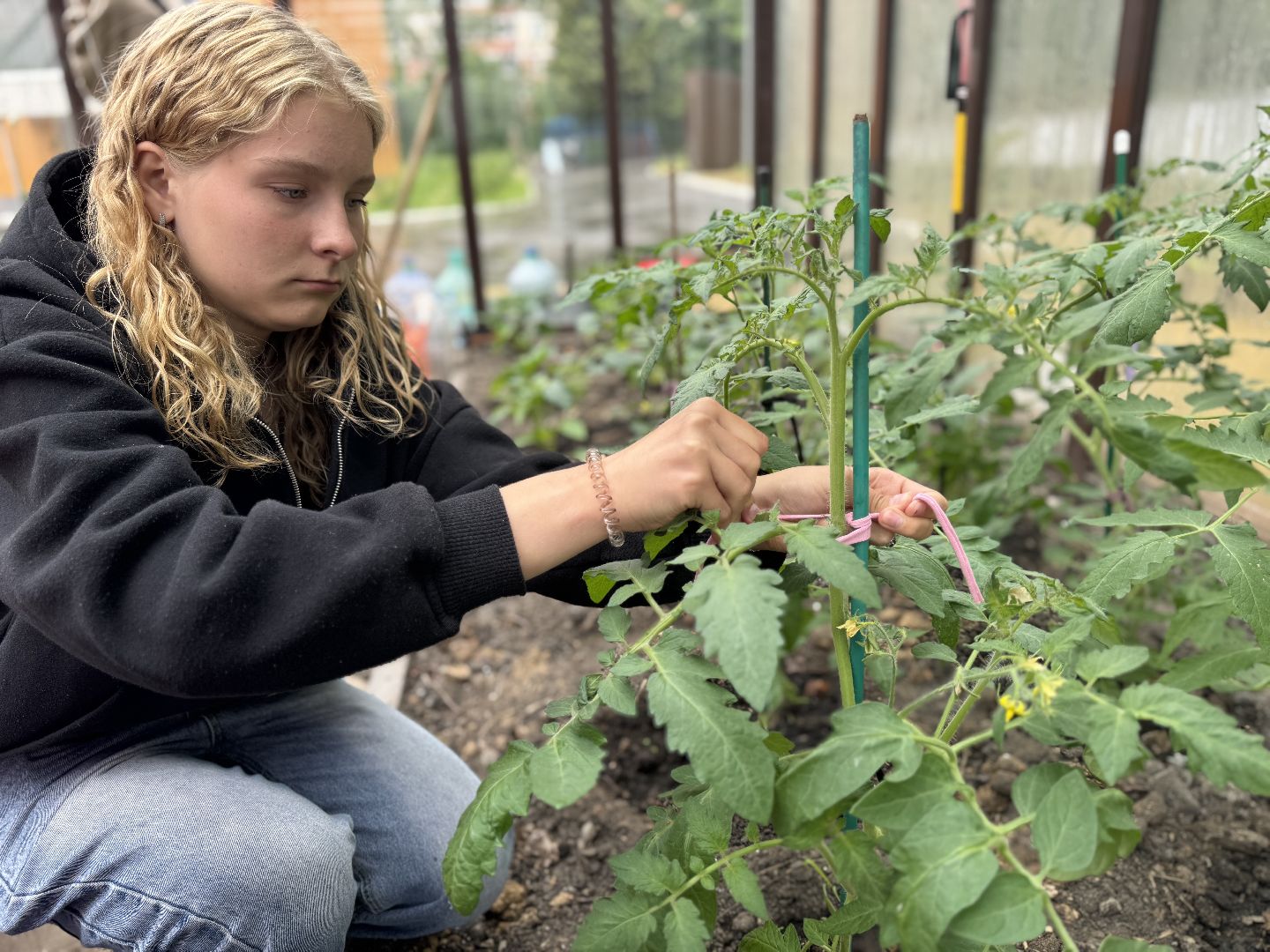 школьная теплица , балашиха, МБОУ Гимназия 1 им. Героя Российской Федерации А.В. Баландина,