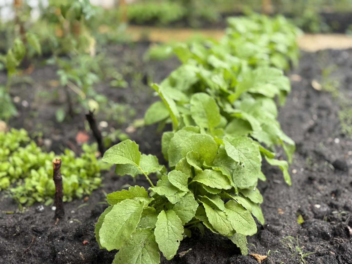 школьная теплица , балашиха, МБОУ Гимназия 1 им. Героя Российской Федерации А.В. Баландина,