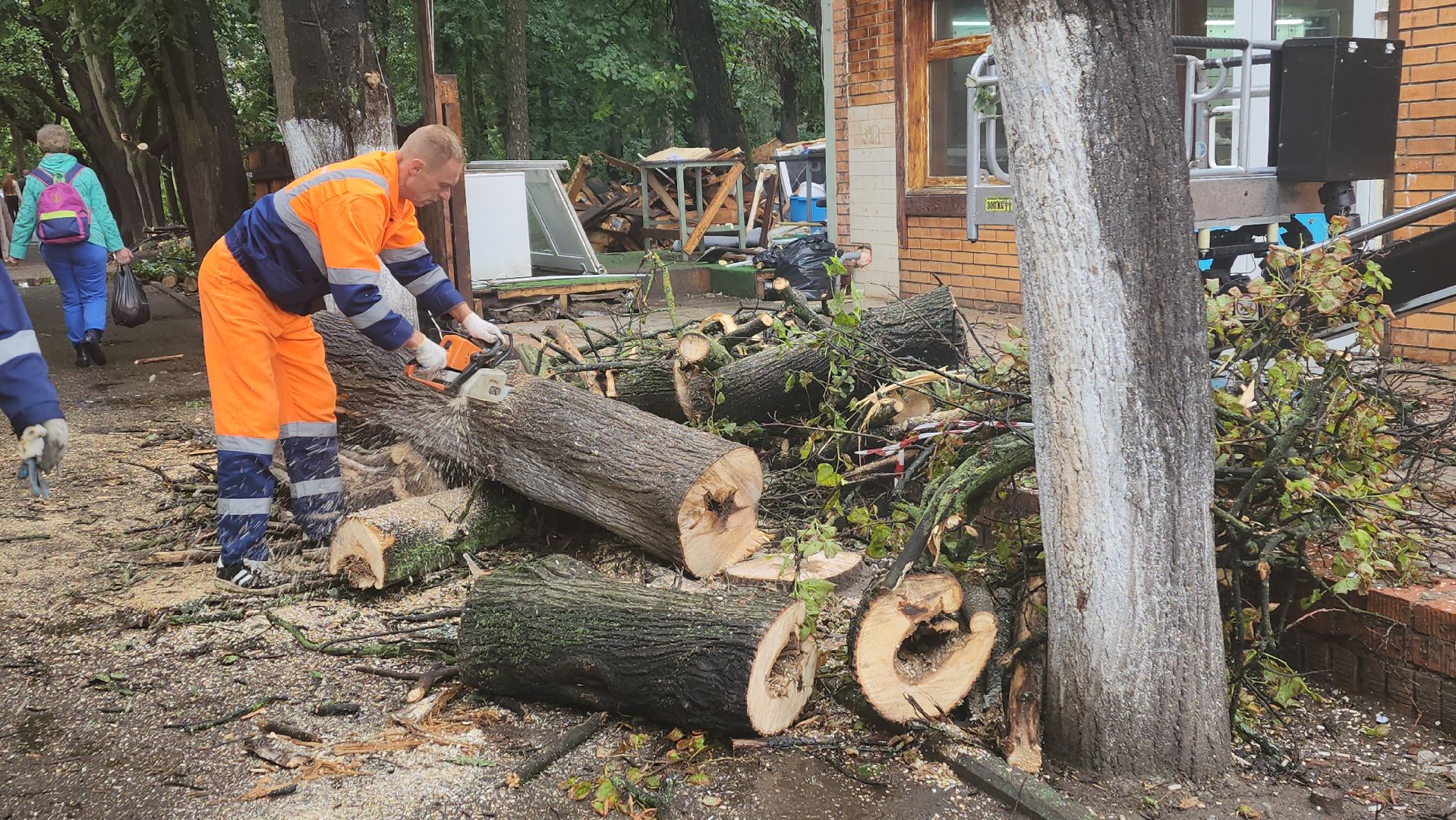 вертикалки, пушкино, удаление сухостоя, удаление аварийных деревьев, удаление деревьев, коммунальная служба,