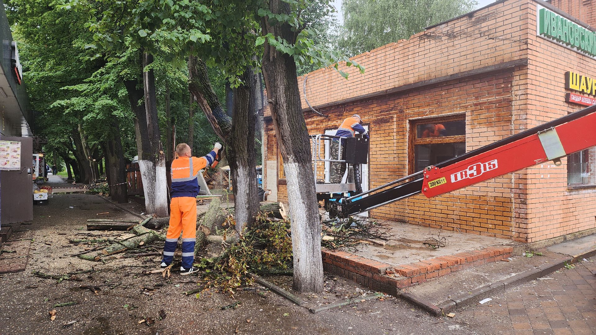 вертикалки, пушкино, удаление сухостоя, удаление аварийных деревьев, удаление деревьев, коммунальная служба,