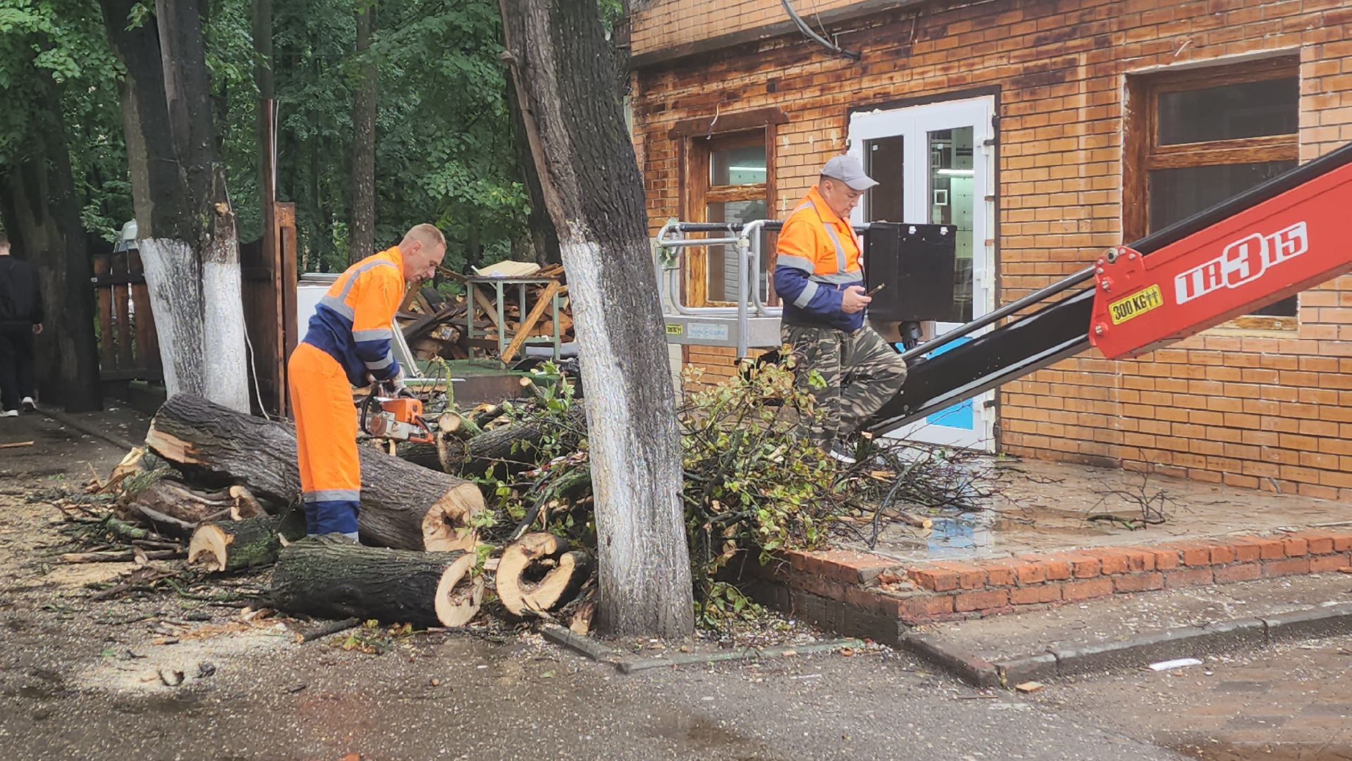 вертикалки, пушкино, удаление сухостоя, удаление аварийных деревьев, удаление деревьев, коммунальная служба,