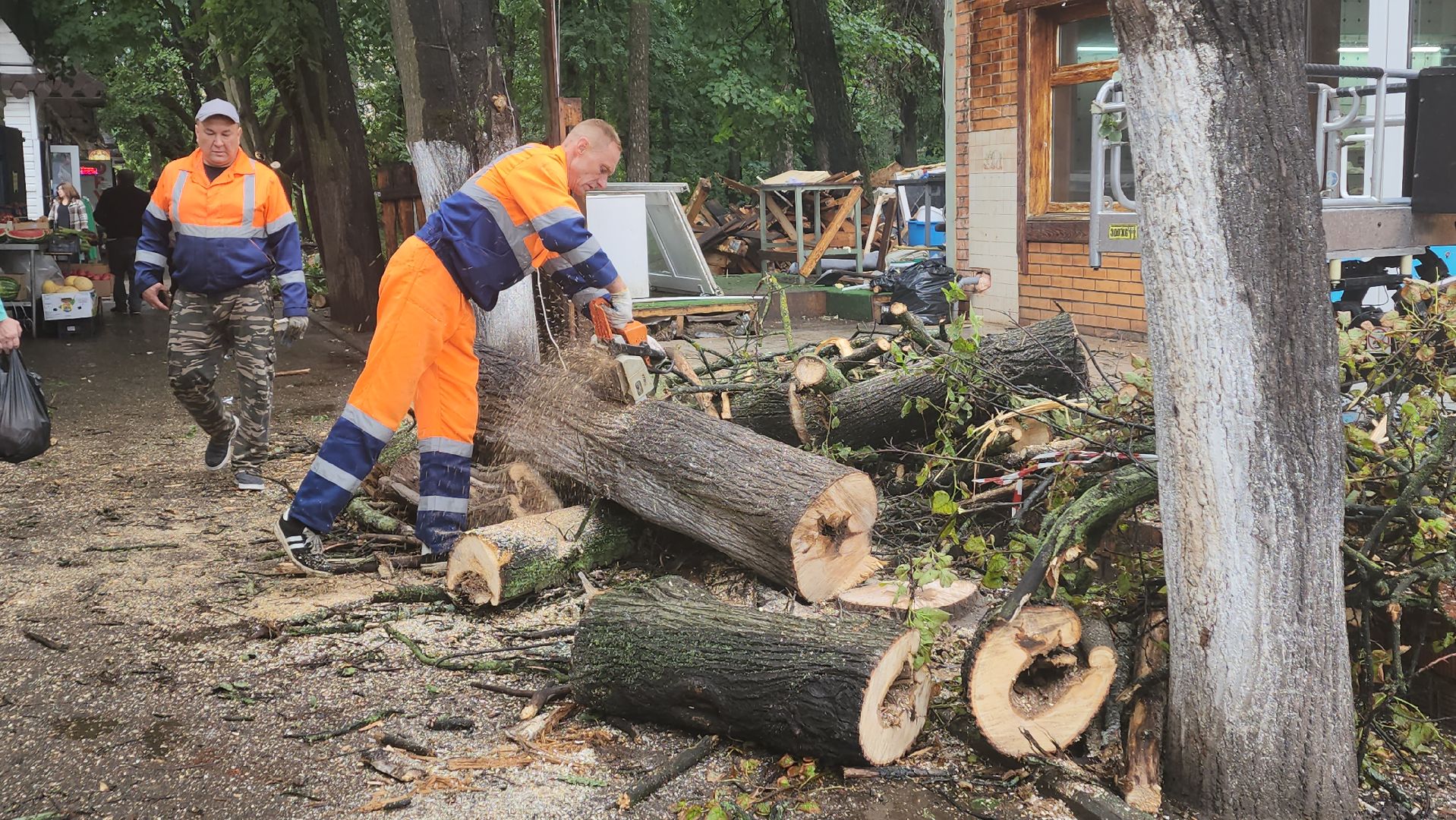 вертикалки, пушкино, удаление сухостоя, удаление аварийных деревьев, удаление деревьев, коммунальная служба,