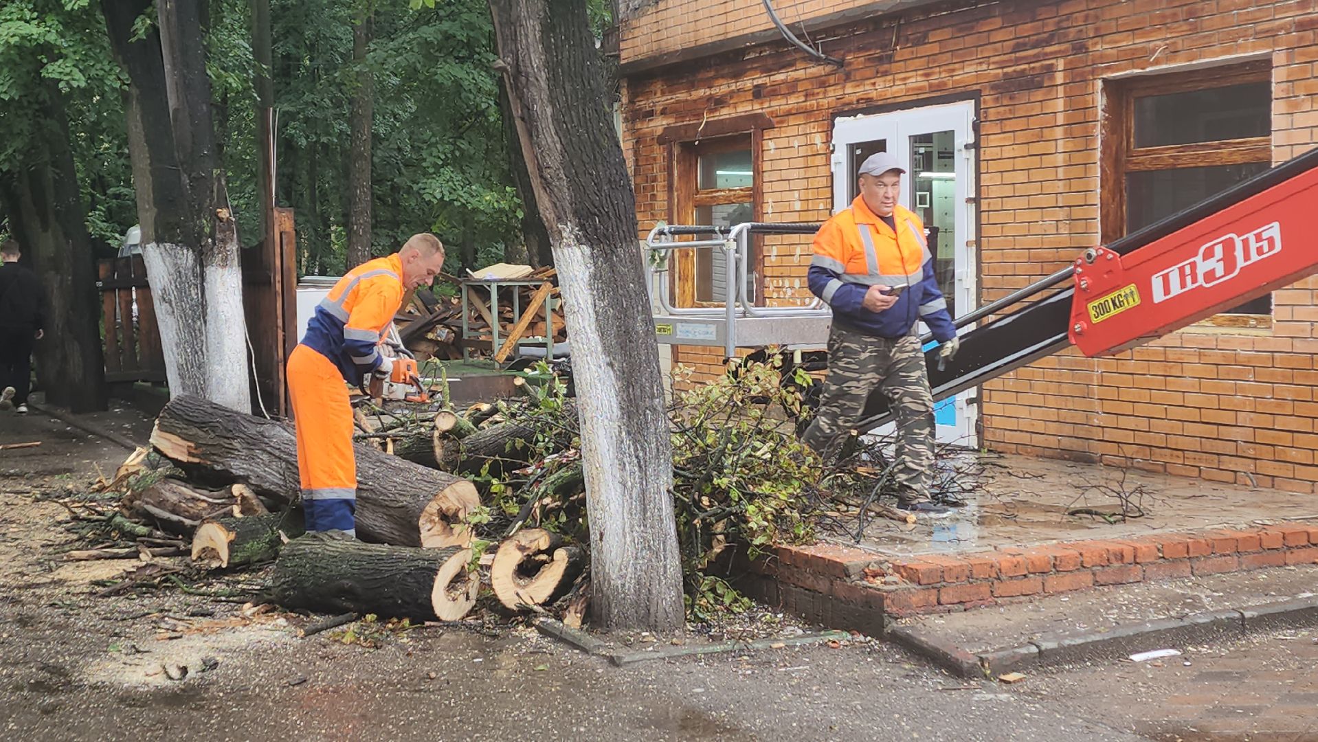 вертикалки, пушкино, удаление сухостоя, удаление аварийных деревьев, удаление деревьев, коммунальная служба,