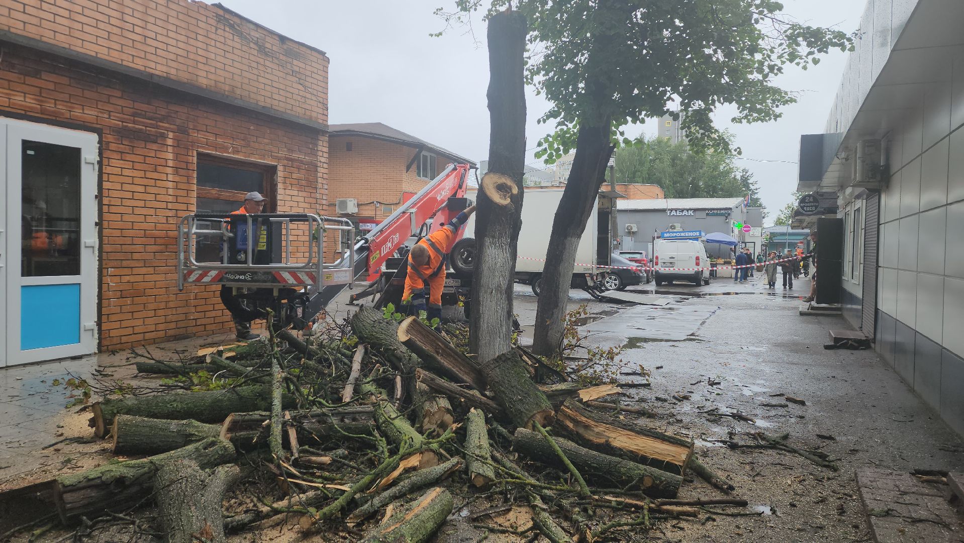 вертикалки, пушкино, удаление сухостоя, удаление аварийных деревьев, удаление деревьев, коммунальная служба,