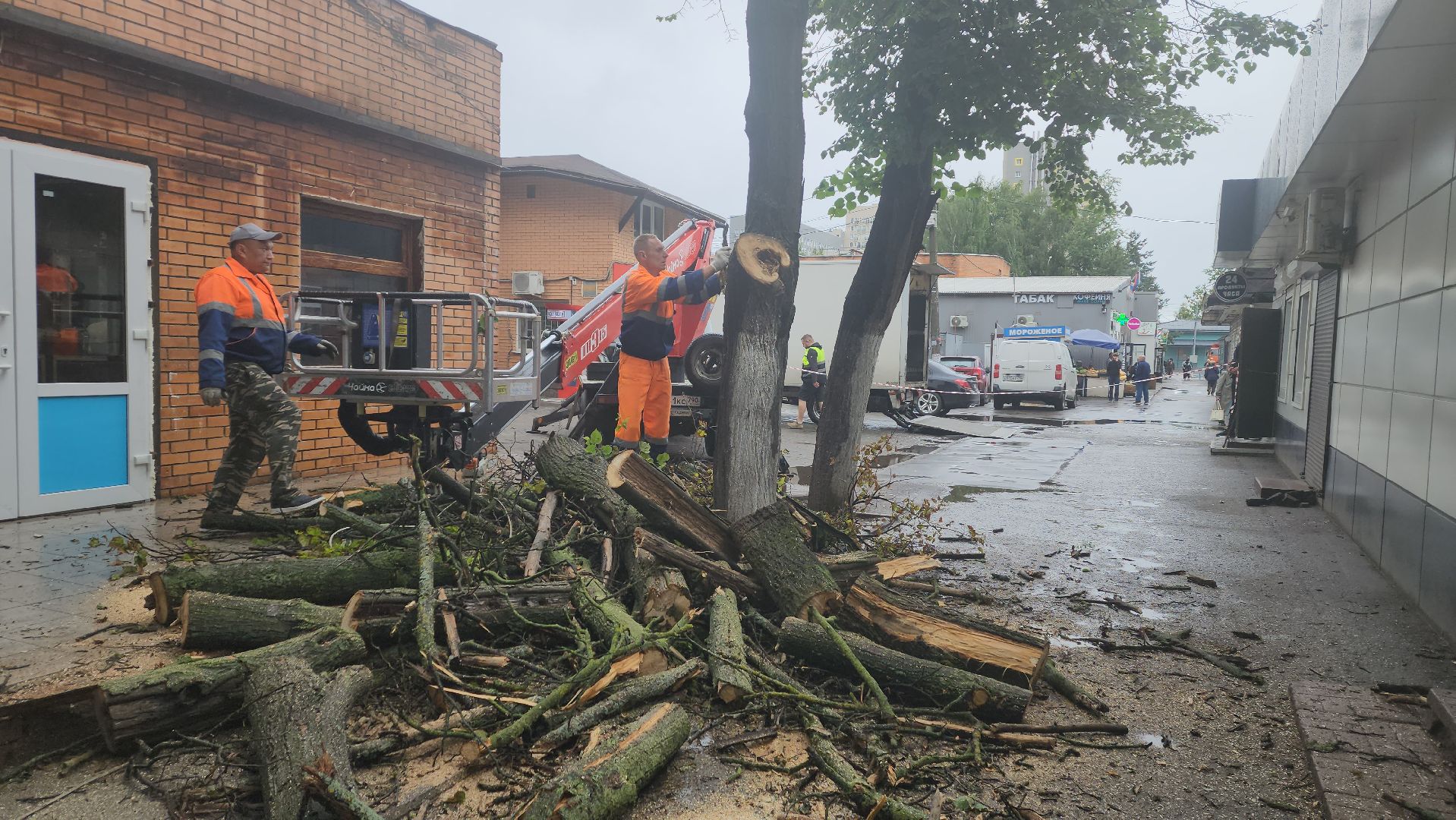 вертикалки, пушкино, удаление сухостоя, удаление аварийных деревьев, удаление деревьев, коммунальная служба,