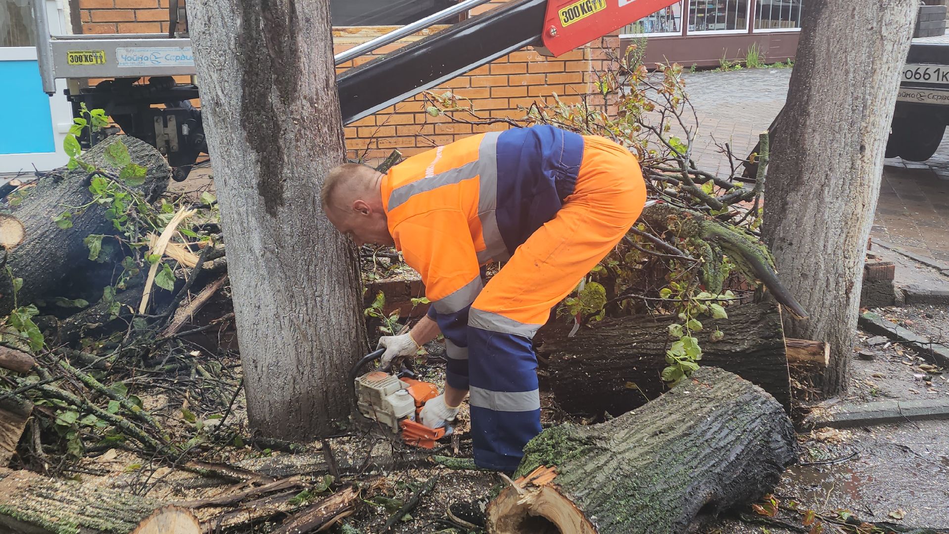 вертикалки, пушкино, удаление сухостоя, удаление аварийных деревьев, удаление деревьев, коммунальная служба,