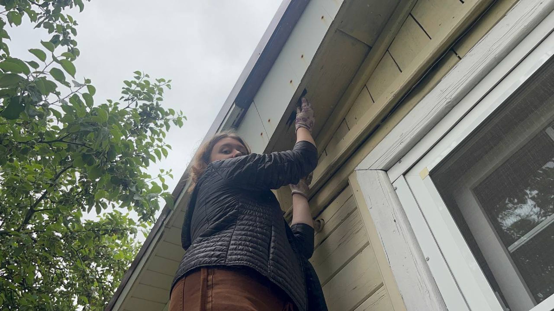 Истра,  Птенец, Воробей,