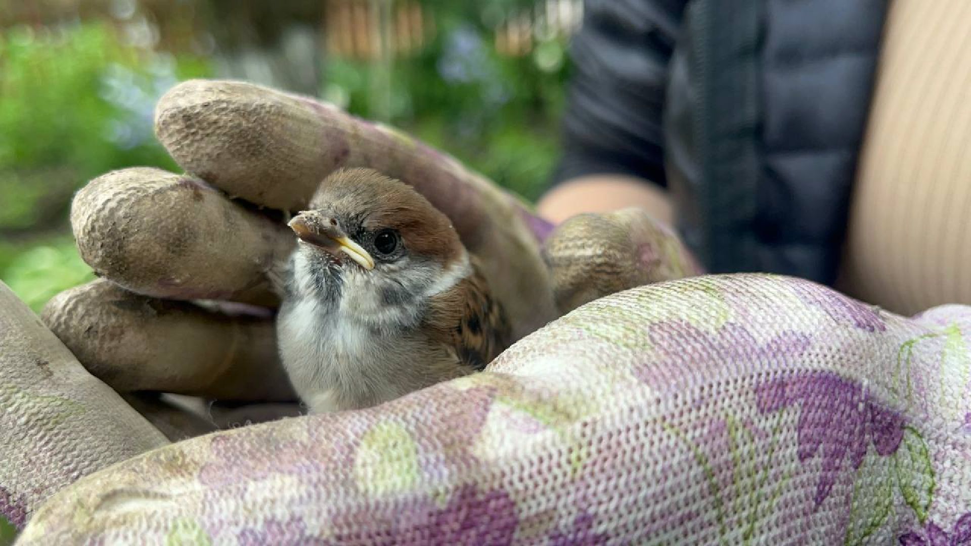 Истра,  Птенец, Воробей,