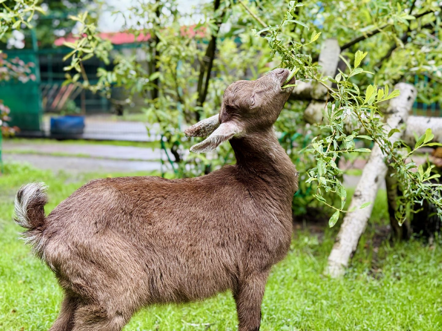 раменское, гжель, туризм, гжельский зоопарк, контактный зоопарк,