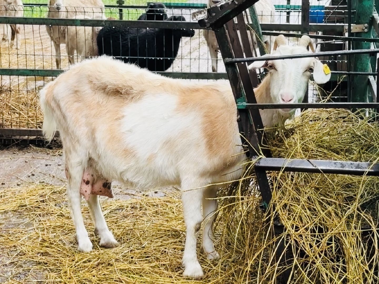 раменское, гжель, туризм, гжельский зоопарк, контактный зоопарк,