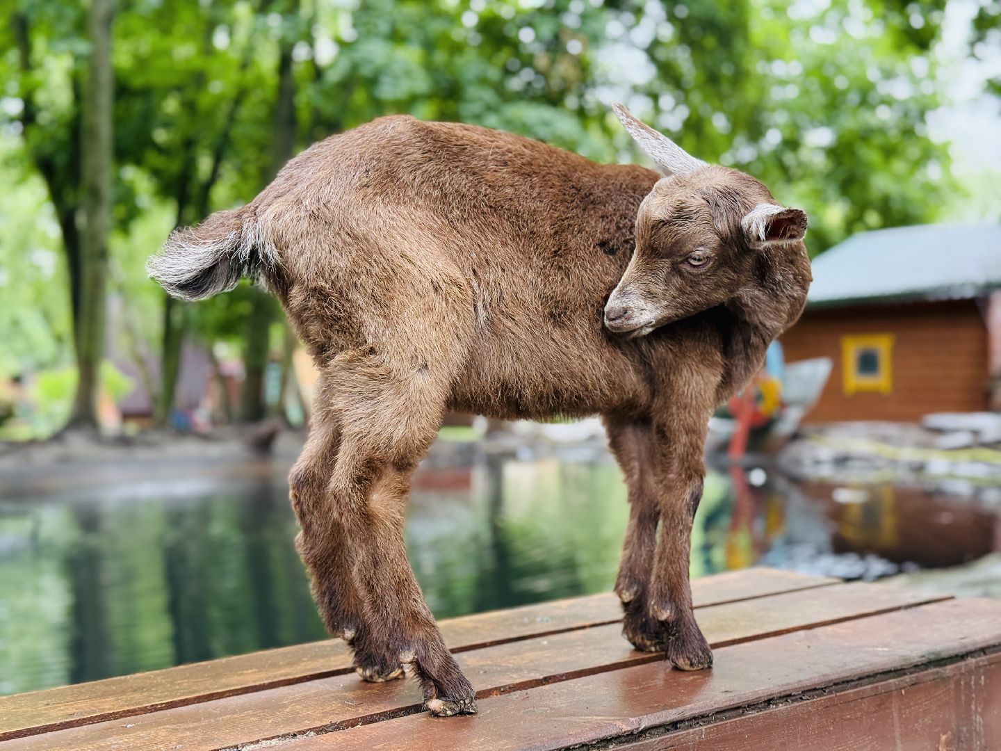 раменское, гжель, туризм, гжельский зоопарк, контактный зоопарк,