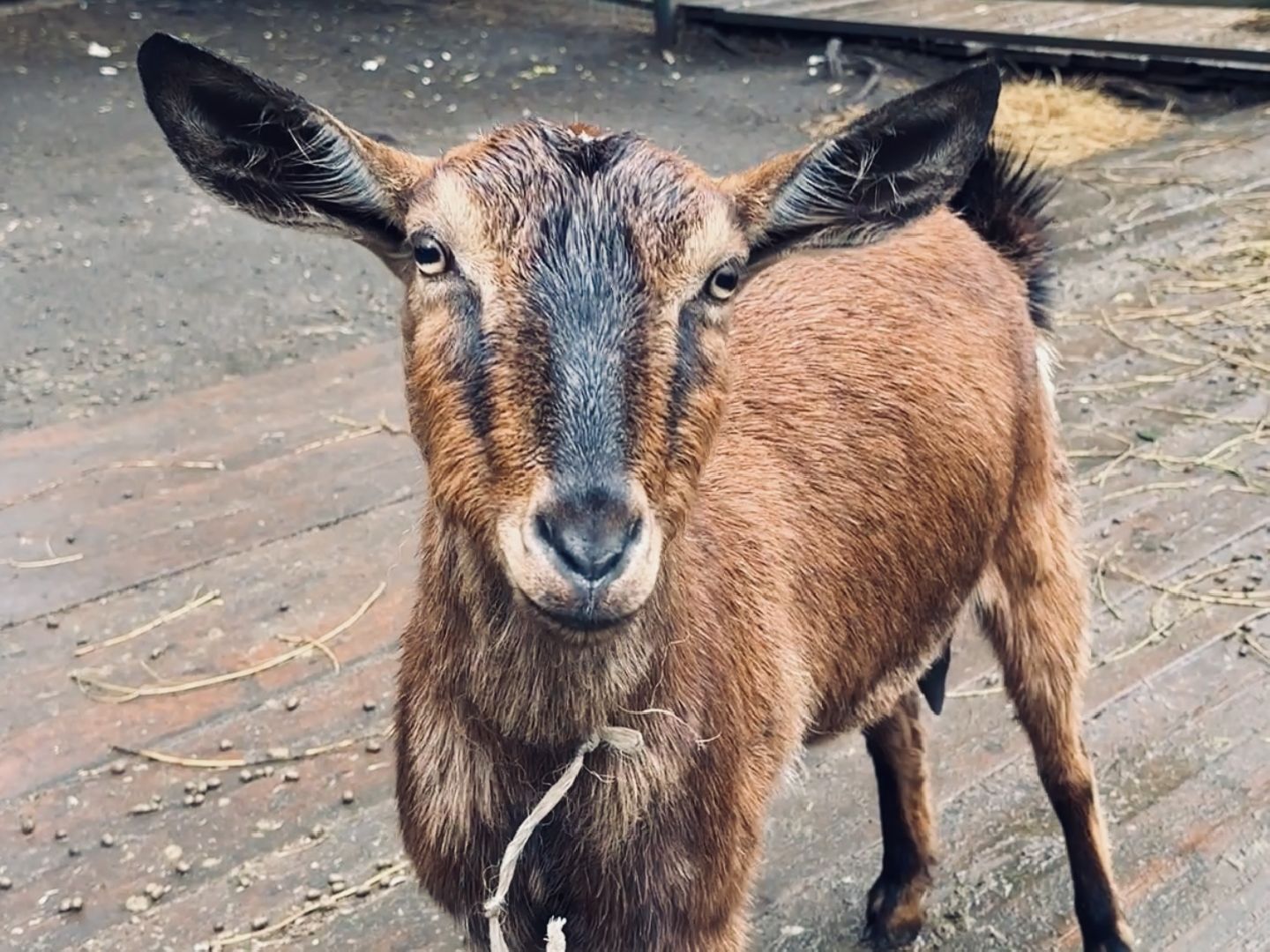 раменское, гжель, туризм, гжельский зоопарк, контактный зоопарк,