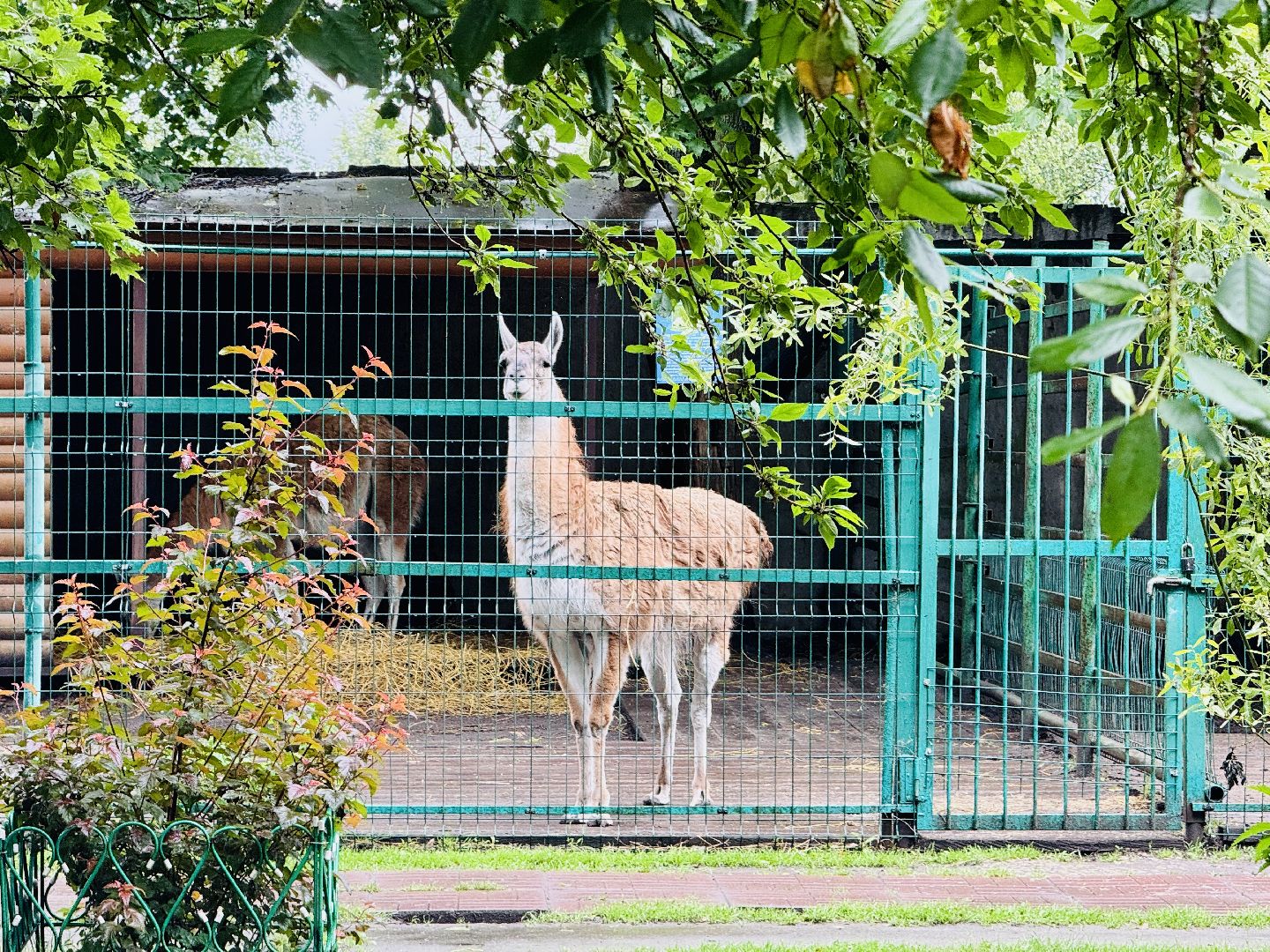 раменское, гжель, туризм, гжельский зоопарк, контактный зоопарк,