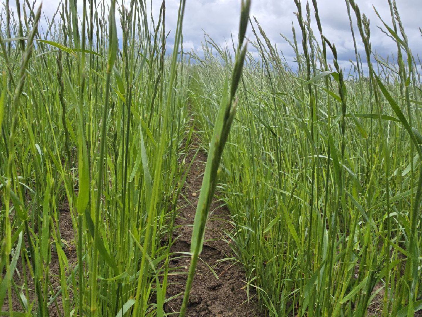 можайск, можайский муниципальный округ, подмосковье, сельхозпредприятие,   сельское хозяйство, аграрии, агропредприятие,