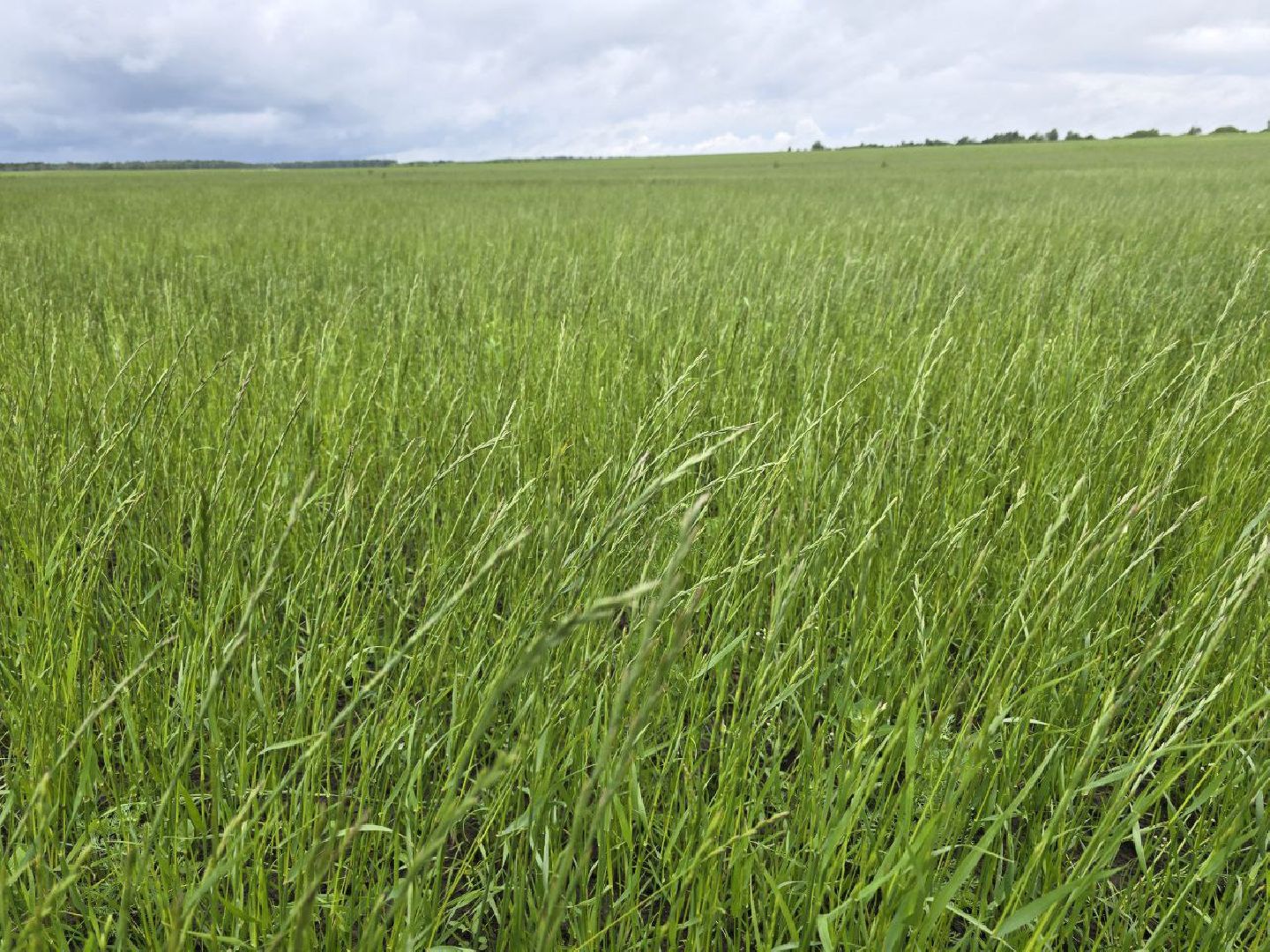 можайск, можайский муниципальный округ, подмосковье, сельхозпредприятие,   сельское хозяйство, аграрии, агропредприятие,