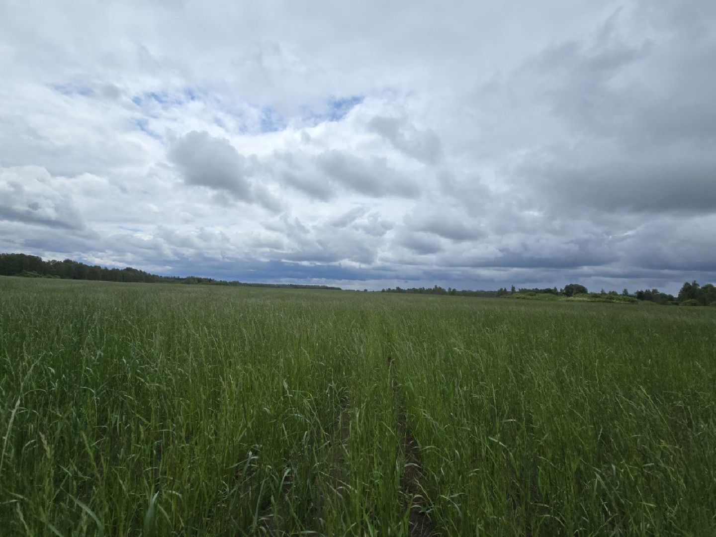 можайск, можайский муниципальный округ, подмосковье, сельхозпредприятие,   сельское хозяйство, аграрии, агропредприятие,