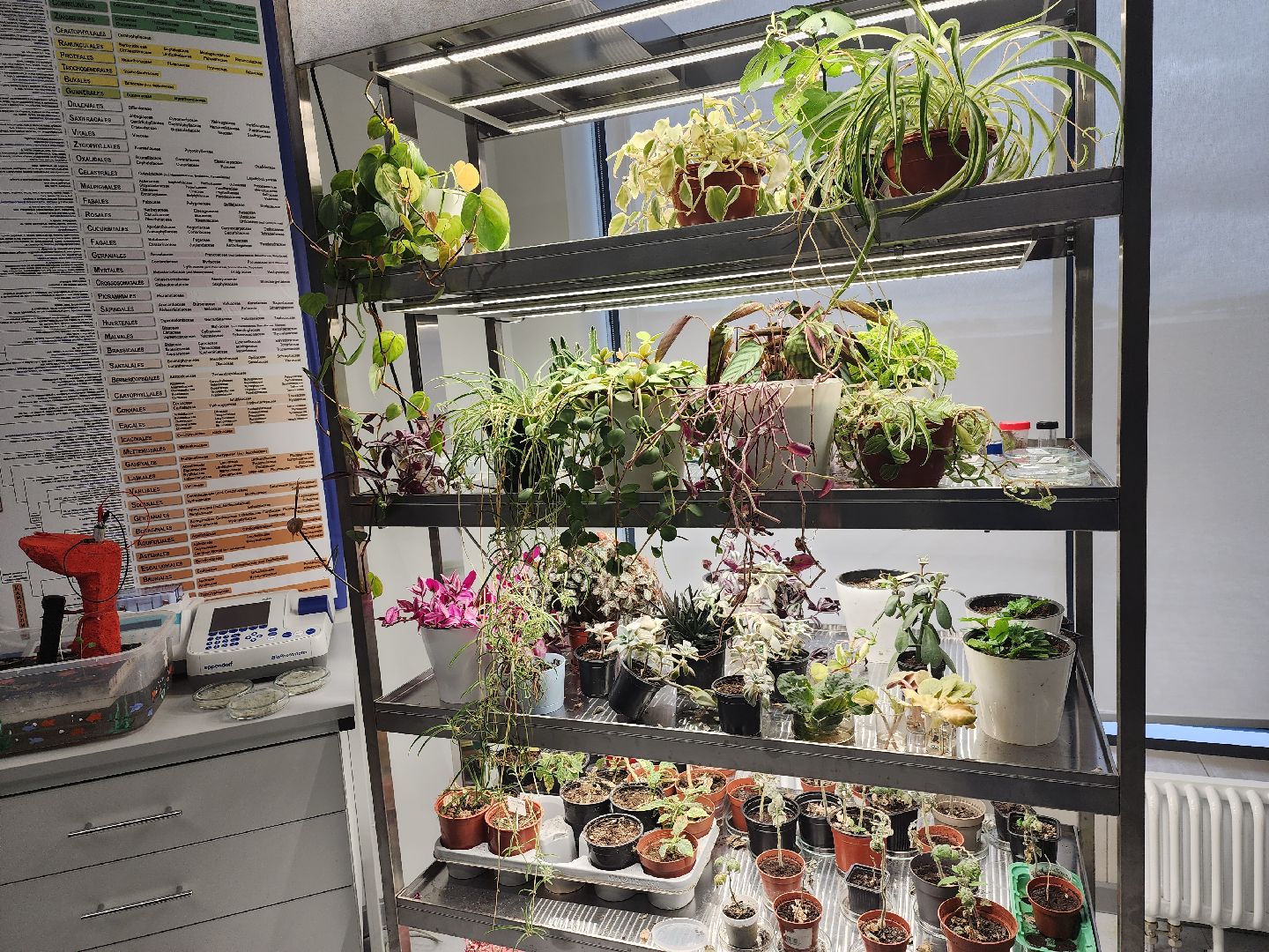 долгопрудный, технопарк физтех-лицея, гарри поттер, биохимтех, магия науки, эксперименты,